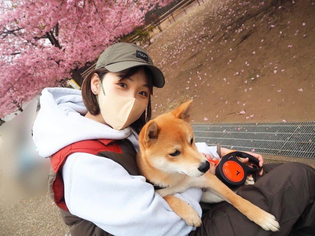 寺村美穂のインスタグラム：「#202303011  この前、桜が綺麗なところで 写真を撮ってもらいました🌸🐕  きょうでお家にきて1ヶ月☺️  📸 @akarinstaa 🤎  #柴犬 #愛犬 #桜」