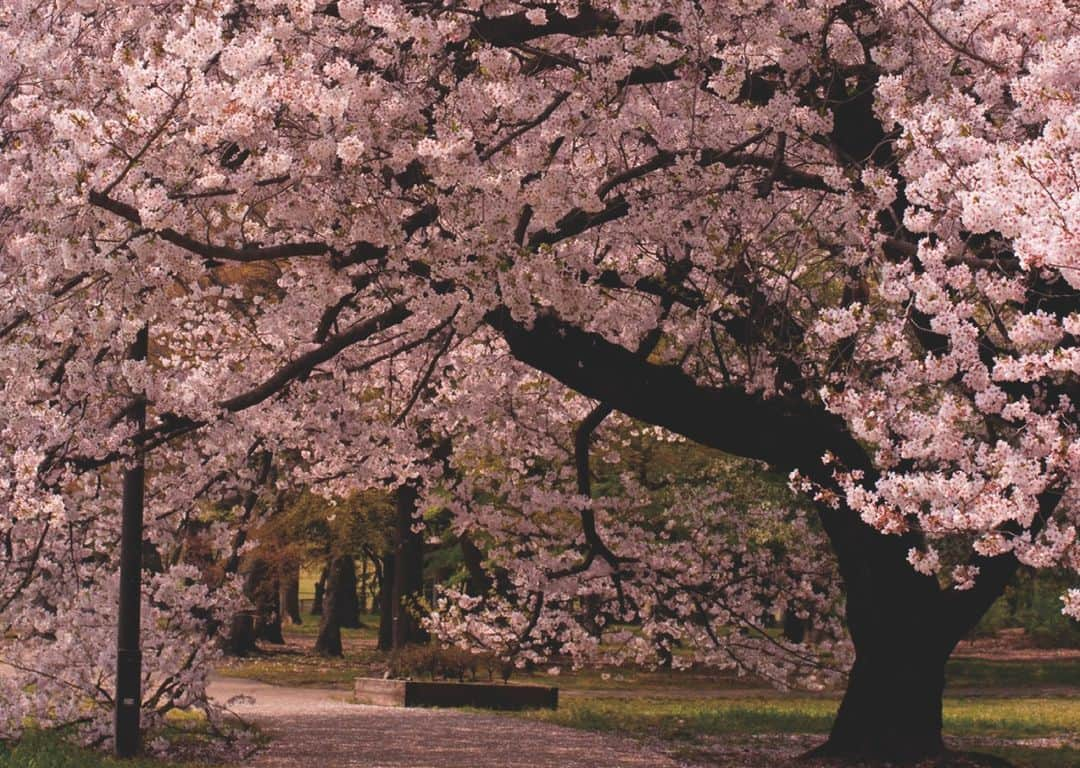 orgabitsのインスタグラム：「来週には東京も、桜の開花予想がでていますね🌸  桜にまつわる団体「LOOM NIPPON」さんをご紹介します！  LOOMは、「Love Of Our Motherland」の略。 郷土を愛する心をあわせ、大きな被害をうけた方々を支援したいという気持ちが込められています。  東日本大震災の被害を受けた南三陸町の方々と共に 「桜プロジェクト」と「LOOMバック」のものづくりという ２つの活動を実行されています。 3.11を起点に始まったこの2つの活動を「KIBOU311」とLOOMさんは呼んでいます。  桜プロジェクトは、 震災の年に生まれた子供たちが成人となる2031年までに3000本の桜を植え、「南三陸を東北一の桜の名所にしたい」という「KIBOU」から生まれた活動です。 震災翌年の2012年から2023年2月までで、1,478本の桜が南三陸町に植樹されています。  LOOMバックは、 「南三陸町にいつかファッション産業を」という「KIBOU」から生まれたものづくり活動です。  「ORGABITS」はこのLOOM NIPPONさんに商品を通して寄付を行っています。 桜の季節に並ぶ商品たちに、LOOM NIPPONさんへの寄付付き商品を見つけることがあるかもしれません。 その時はぜひ、南三陸のことを思い出してください。  #桜  #さくら  #春  #loomnippon #オーガビッツ #orgabits  #bitsmagazine #サスとも募集中 #サスとも #organic #オーガニック #cotton #コットン #organiccotton」