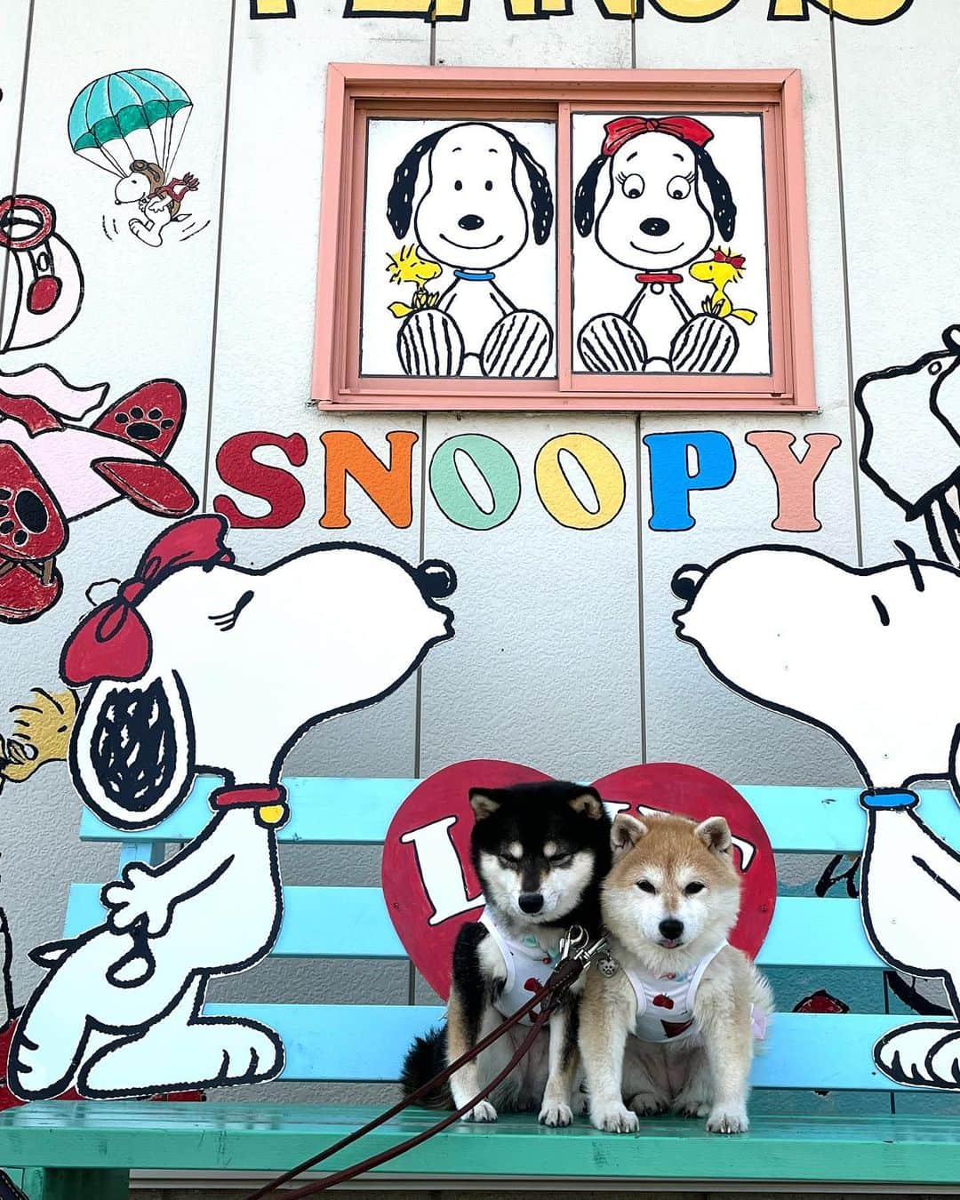のインスタグラム：「SNOOPY😊❤️ 淡路島のスヌーピー😊❤️  #淡路島 #スヌーピー #snoopy #ワンコと旅行 #旅行  　#shibainumag_feature #doglife #shibalife #shibaken #shibaaaaainu #shibadog  #柴犬#shiba #shibainu #shibastagram #shibamania #豆柴 #pecoいぬ部#doglove  #dogstagram #dogoftheday #instashiba #🐕📷 #ふわもこ部#shibaaaaainu #shibadog #shibaaddict #犬#instacute #柴#proudshibas #cutepets」