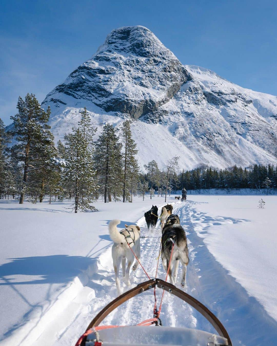 リサンネ・デ・ウィッテさんのインスタグラム写真 - (リサンネ・デ・ウィッテInstagram)「Yesterday was the perfect day! Wanted to go Husky Sledding for so long and we finally did! @danvernonphoto booked it for my 30th birthday half a year ago and it couldn’t have been better 🤍🐶 It’s incredibly fun, if you ever get the chance to do it, do it!   📸: @danvernonphoto」3月11日 20時10分 - lisannedewitte