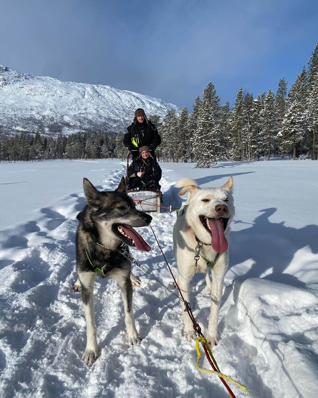 リサンネ・デ・ウィッテさんのインスタグラム写真 - (リサンネ・デ・ウィッテInstagram)「Yesterday was the perfect day! Wanted to go Husky Sledding for so long and we finally did! @danvernonphoto booked it for my 30th birthday half a year ago and it couldn’t have been better 🤍🐶 It’s incredibly fun, if you ever get the chance to do it, do it!   📸: @danvernonphoto」3月11日 20時10分 - lisannedewitte