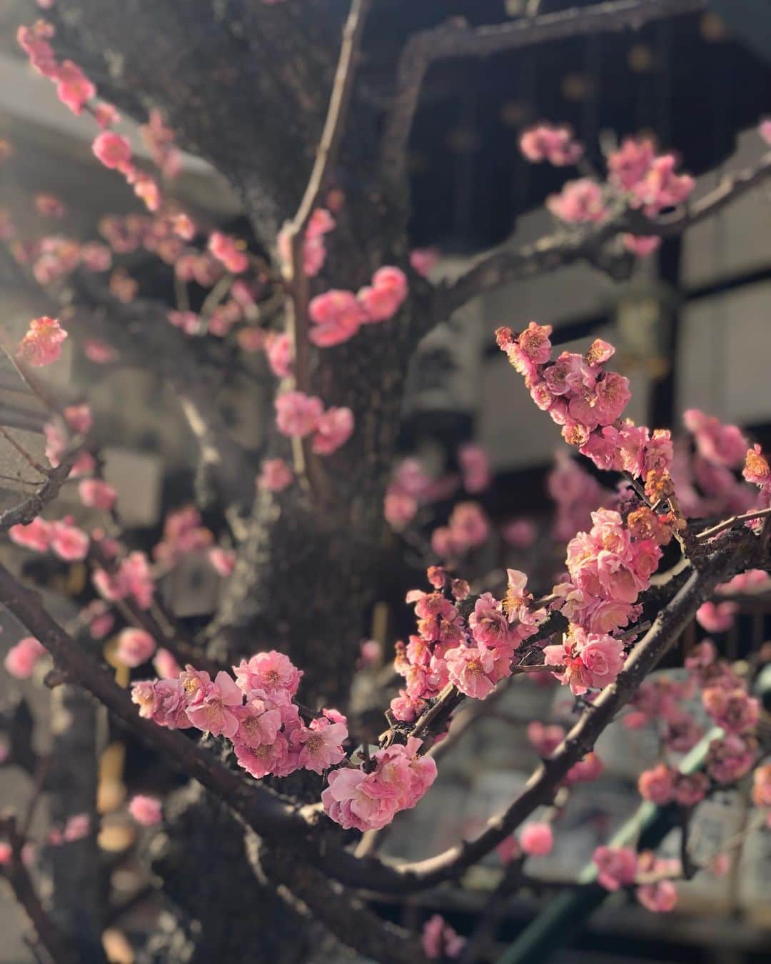 北口麻奈さんのインスタグラム写真 - (北口麻奈Instagram)「梅の季節。 今週は暖かいからお花見日和だ🍡 ラッキーも一緒に梅を鑑賞🐕 もちろん、お花だけじゃなくウマウマもセットだけどね😌 #梅 #大阪天満宮」3月11日 20時02分 - asana_kitaguchi
