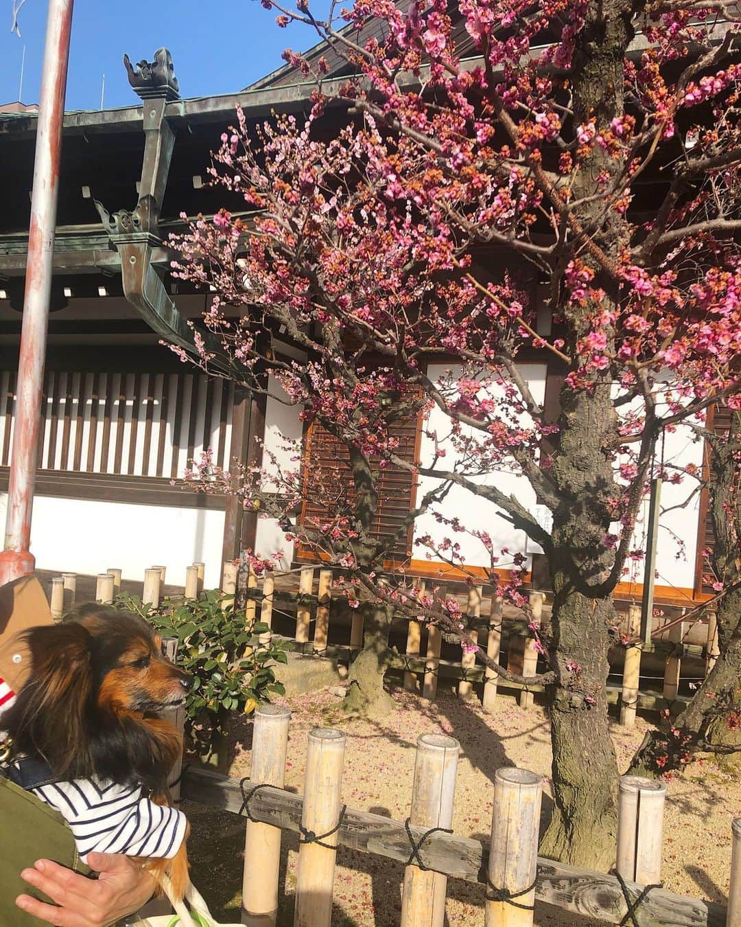 北口麻奈さんのインスタグラム写真 - (北口麻奈Instagram)「梅の季節。 今週は暖かいからお花見日和だ🍡 ラッキーも一緒に梅を鑑賞🐕 もちろん、お花だけじゃなくウマウマもセットだけどね😌 #梅 #大阪天満宮」3月11日 20時02分 - asana_kitaguchi