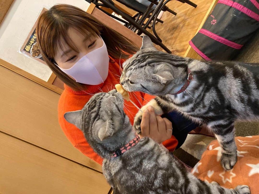 佐伯珠音のインスタグラム：「ちょっと前に家にも猫いるけど猫カフェ行って来ました😻」