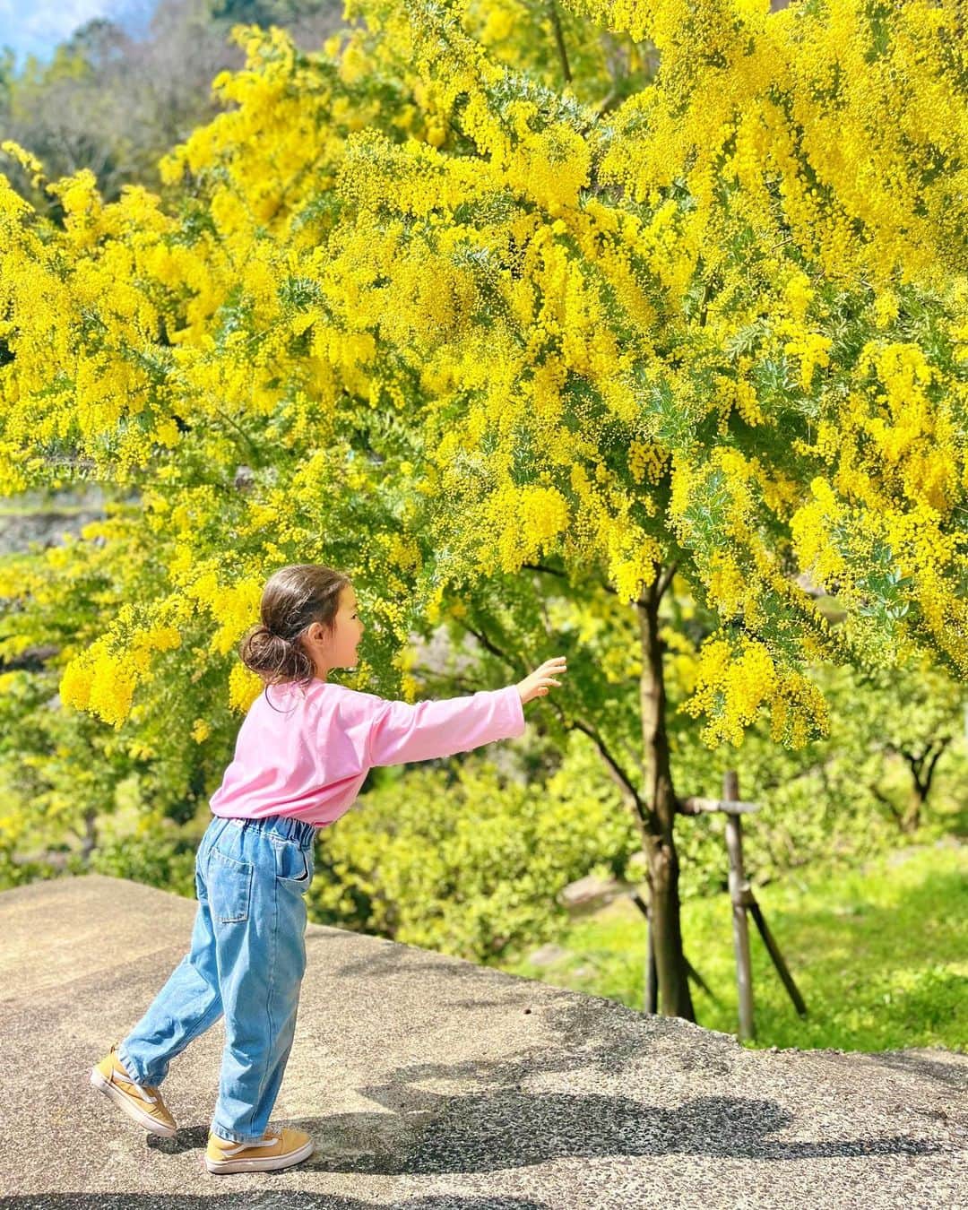 村上萌のインスタグラム：「長崎に来て、娘は花の名前に詳しくなって虫が好きになりました🐞  (今日はダンゴムシを2匹ブローチにしてた😇本人曰くベビーシッター中とのこと)  #春の目線 #ミモザ #discovernagasaki」