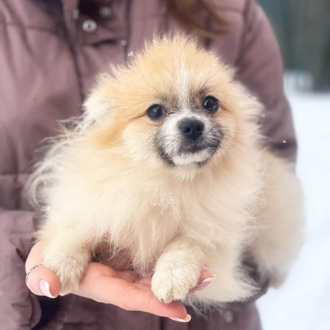 Puppy For Sale.のインスタグラム：「Puppet tiny boy of white-orange color.  Completely ready to move to a new family.  Delivery.  Кукольный крошечный мальчик бело оранжевого окраса.  Полностью готов к переезду в новую семью.  Доставка.」