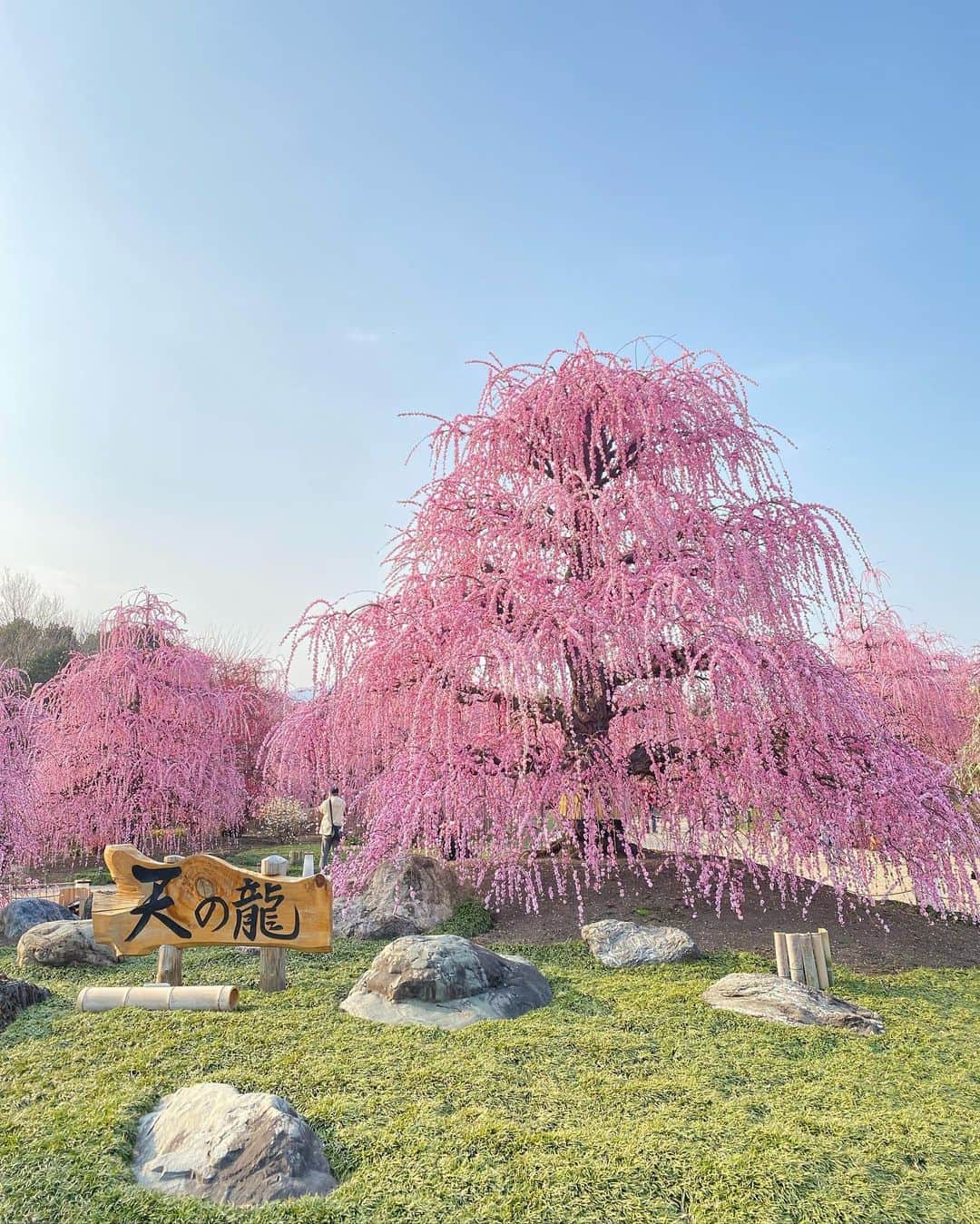 ぽょ姫さんのインスタグラム写真 - (ぽょ姫Instagram)「𝚂𝚞𝚣𝚞𝚔𝚊𝙵𝚘𝚛𝚎𝚜𝚝𝙶𝚊𝚛𝚍𝚎𝚗 ⁑ しだれ桜🌸 満開の時期に合わせて行ってきました♡ すごく綺麗な濃いピンクが美しい~💕 夜はライトアップされるので また違う雰囲気も楽しめそう𓂃 𓈒𓏸𑁍 ⁑ 映えれたので写真いっぱいで失礼します🤦🏼‍♀️🌸 ⁑ ⚘ 鈴鹿の森庭園 🚩 三重県鈴鹿市山本町１５１−２  #三重観光 #三重 #三重旅行 #三重カフェ #三重県 #三重県観光 #鈴鹿 #鈴鹿カフェ #鈴鹿ランチ #鈴鹿の森庭園 #鈴鹿グルメ #しだれ桜 #しだれ梅 #しだれざくら #梅まつり #梅祭り #鈴鹿の森庭園しだれ梅まつり #鈴鹿の森庭園フォトコン2023 #春 #春コーデ #春服コーデ #春カラー #weepingplum #sakura #cherryblossom #spring」3月11日 21時19分 - p.o.y.o.h.i.m.e
