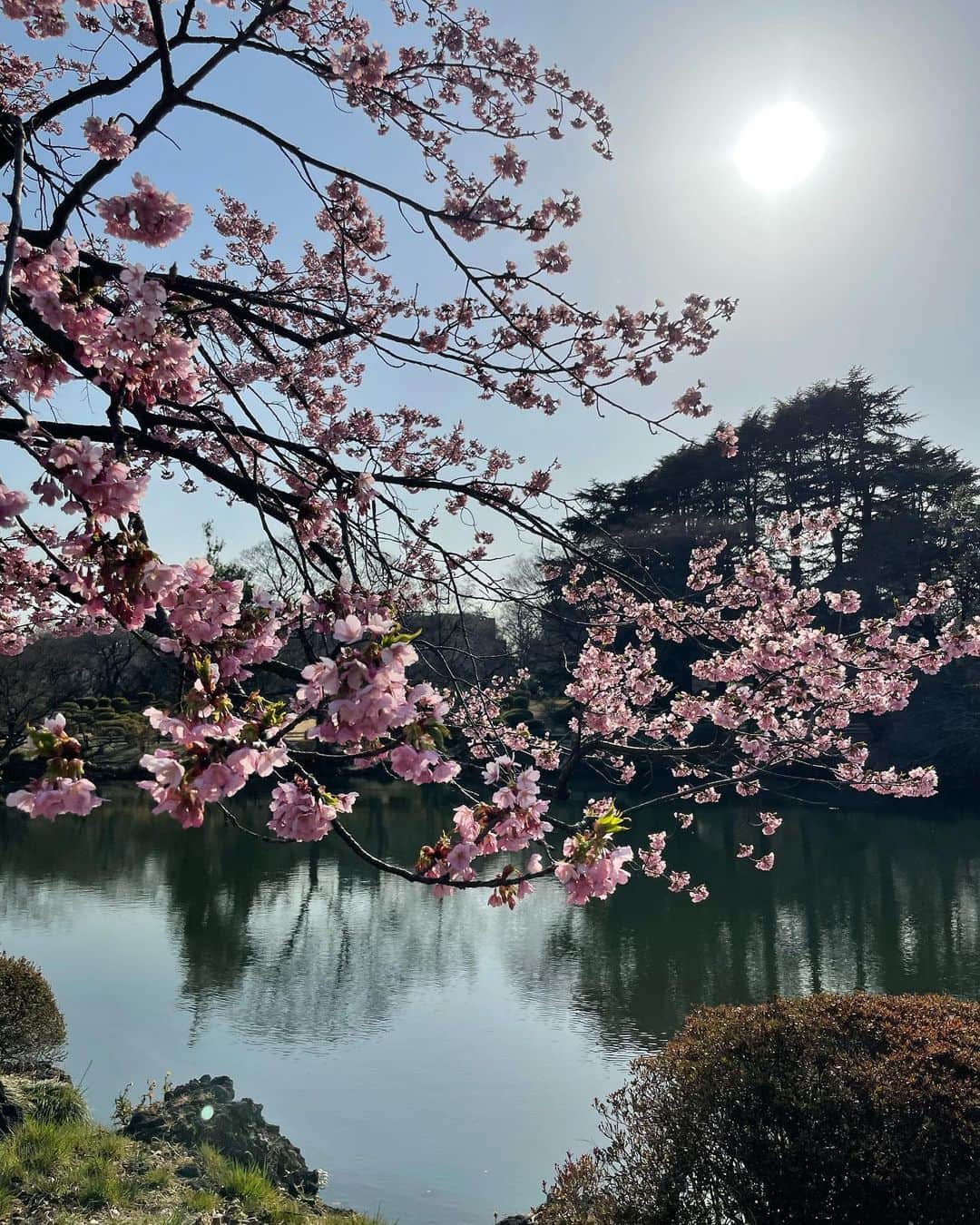 森摩耶のインスタグラム：「美しや🌸」