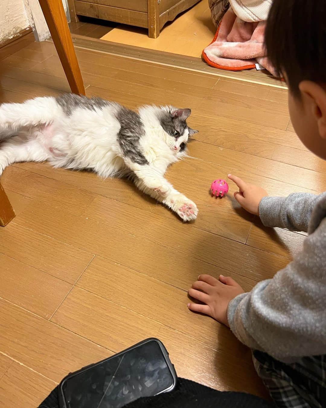 中根麗子さんのインスタグラム写真 - (中根麗子Instagram)「生まれた時から、猫と暮らしてるから、猫がいない生活は初めてで、らあくんいないのが寂しすぎて、ラグドールが沢山いる柏の猫カフェ、猫の手に行ってきました💗  やばい可愛すぎた。膝の上に乗って寝てきたり、ラグドールが沢山いて、後ろ姿は、らあくんに似てる猫もいて、すごく癒された💗  海斗も、らあくんいないの寂しくて、猫が大好きだから楽しかったみたい。  ロッカーに荷物しまおうとしたら、ロッカーに入ってきて、最後には写真を撮らせてくれて、沢山の猫が集まってきて、可愛すぎた💗  はぁ。猫ってなんでこんなに可愛いんだろう。  #cat #ragdoll  #猫 #ラグドール #猫カフェ #柏の猫カフェ猫の手  #猫が好き #5歳 #男の子」3月11日 22時37分 - reiko_nakane