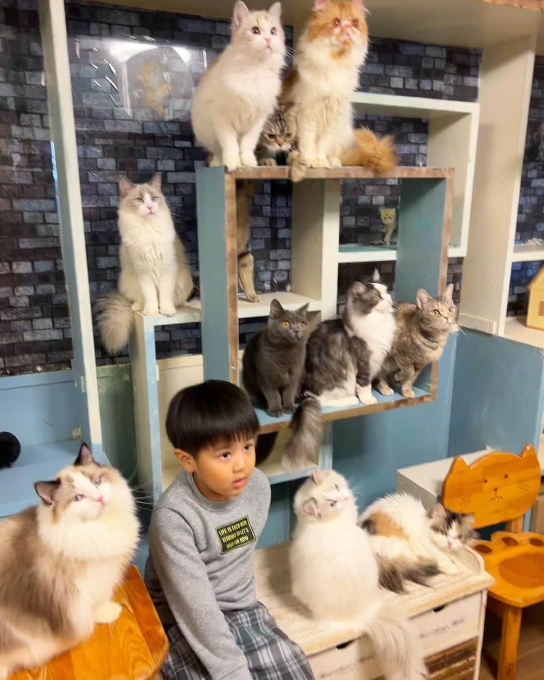 中根麗子のインスタグラム：「生まれた時から、猫と暮らしてるから、猫がいない生活は初めてで、らあくんいないのが寂しすぎて、ラグドールが沢山いる柏の猫カフェ、猫の手に行ってきました💗  やばい可愛すぎた。膝の上に乗って寝てきたり、ラグドールが沢山いて、後ろ姿は、らあくんに似てる猫もいて、すごく癒された💗  海斗も、らあくんいないの寂しくて、猫が大好きだから楽しかったみたい。  ロッカーに荷物しまおうとしたら、ロッカーに入ってきて、最後には写真を撮らせてくれて、沢山の猫が集まってきて、可愛すぎた💗  はぁ。猫ってなんでこんなに可愛いんだろう。  #cat #ragdoll  #猫 #ラグドール #猫カフェ #柏の猫カフェ猫の手  #猫が好き #5歳 #男の子」