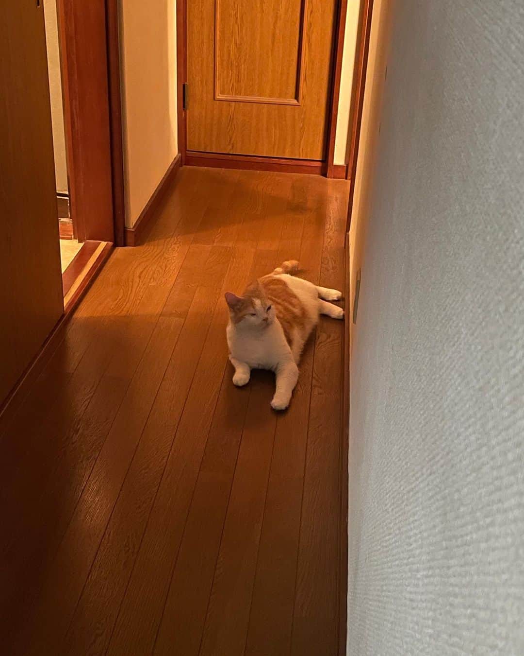 のインスタグラム：「今日はいっぱい人がきて良かったね☺️ にゃんすの裏側も見せれたし❤️ケツアゴも。  お姉さん達がきた時は割と顔出しに来たりリラックスしてたけど、 配線やりに来た男性にはビビりまくって洗濯機の裏に隠れて出られなくなって、ジジに助けてもらってた。 その後はずっと布団の中で2時間じっとしてたみたい😭  やっぱ違うんかね？  #cat #猫 #動物 #happy #funny #american #アメショ #ピクネコ #ペコねこ部 #catlover #instacat #ニャンスタ #にゃんすたぐらむ #pet #animal #面白い #癒し #猫部」