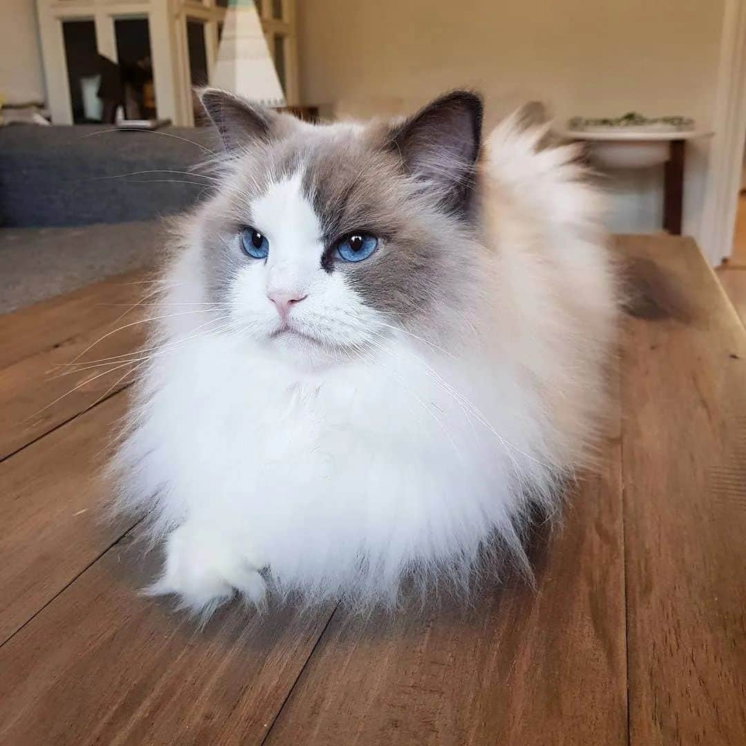 Princess Auroraのインスタグラム：「Saturday loaf 🐈🍞  #catsofinstagram #dailyfluff #weeklyfluff #cutepetclub #meow #kawaii #instacat #meowed #catlife #petstagram #ilovemypet #bestmeow #viral #catlove #neko #purrfect #catsofig #ragdoll #queen #cats_of_instagram #cat #cats #aurorapurr」