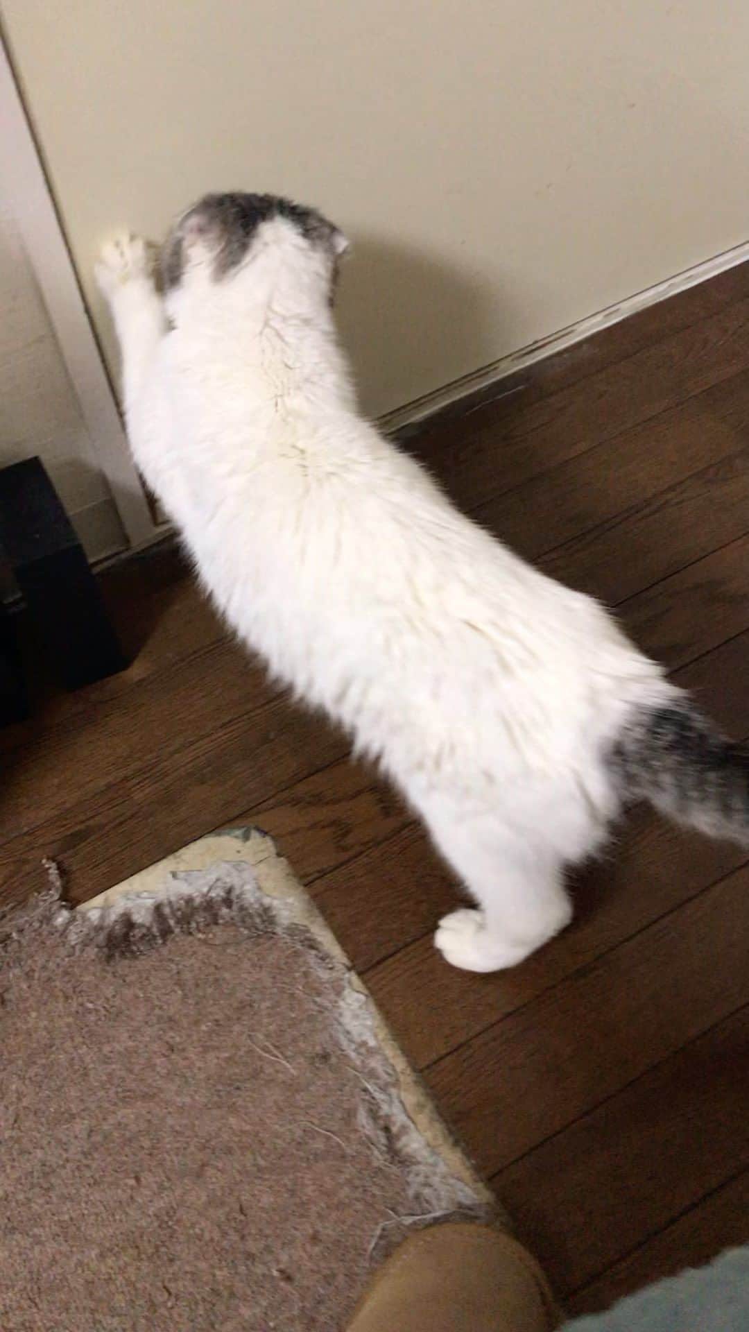 栗原まもるのインスタグラム：「ジムのピャーピャー声が聴きたくなって動画を探してしまった。この声が今聞こえないのがとても寂しい。」