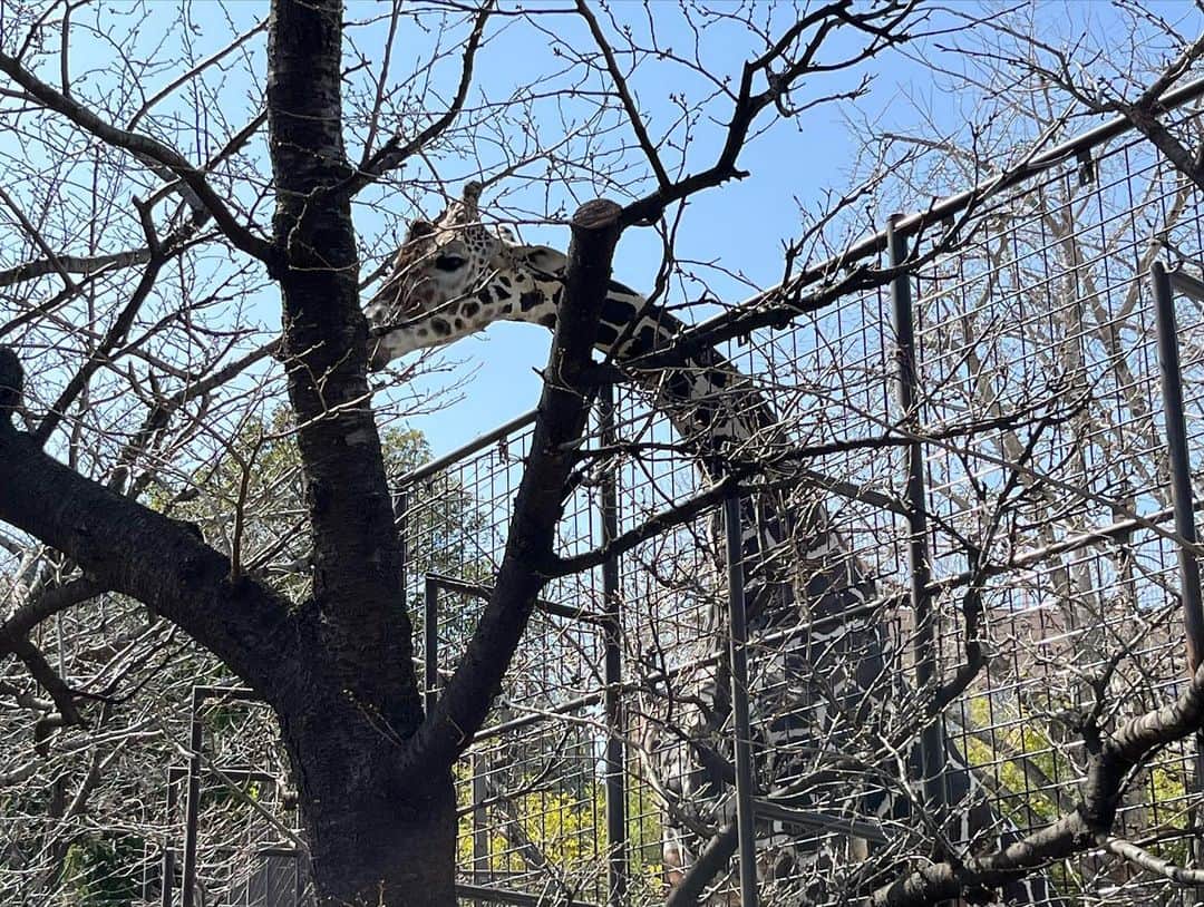 佐伯霞さんのインスタグラム写真 - (佐伯霞Instagram)「#王子動物園 #神戸王子動物園  #尼崎競艇場 #関西お出かけ  動物園距離近いしばりよかった。 プチ遊園地もあって 大はしゃぎ。  🚤迫力すごい。 慈1-5-7！て永遠にゆーてたけど 7号邸てどこにあるん。 一生当たることない予想屋🎯」3月11日 23時38分 - boxkasumi