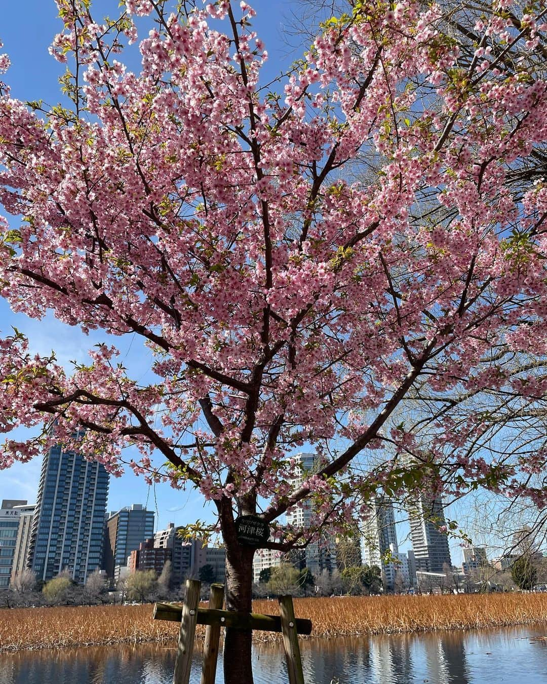 小泉エリのインスタグラム：「いよいよ明日から大阪場所初日🥰 今年は桜の開花も早そうですね🌸 お散歩しているとすでに咲いていましたー❤️ 朝から夕方まで、ワクワクドキドキの１５日間です☺️ 今場所も楽しみましょうね☆ #大阪場所 #おすもうさん ＃時津風部屋」