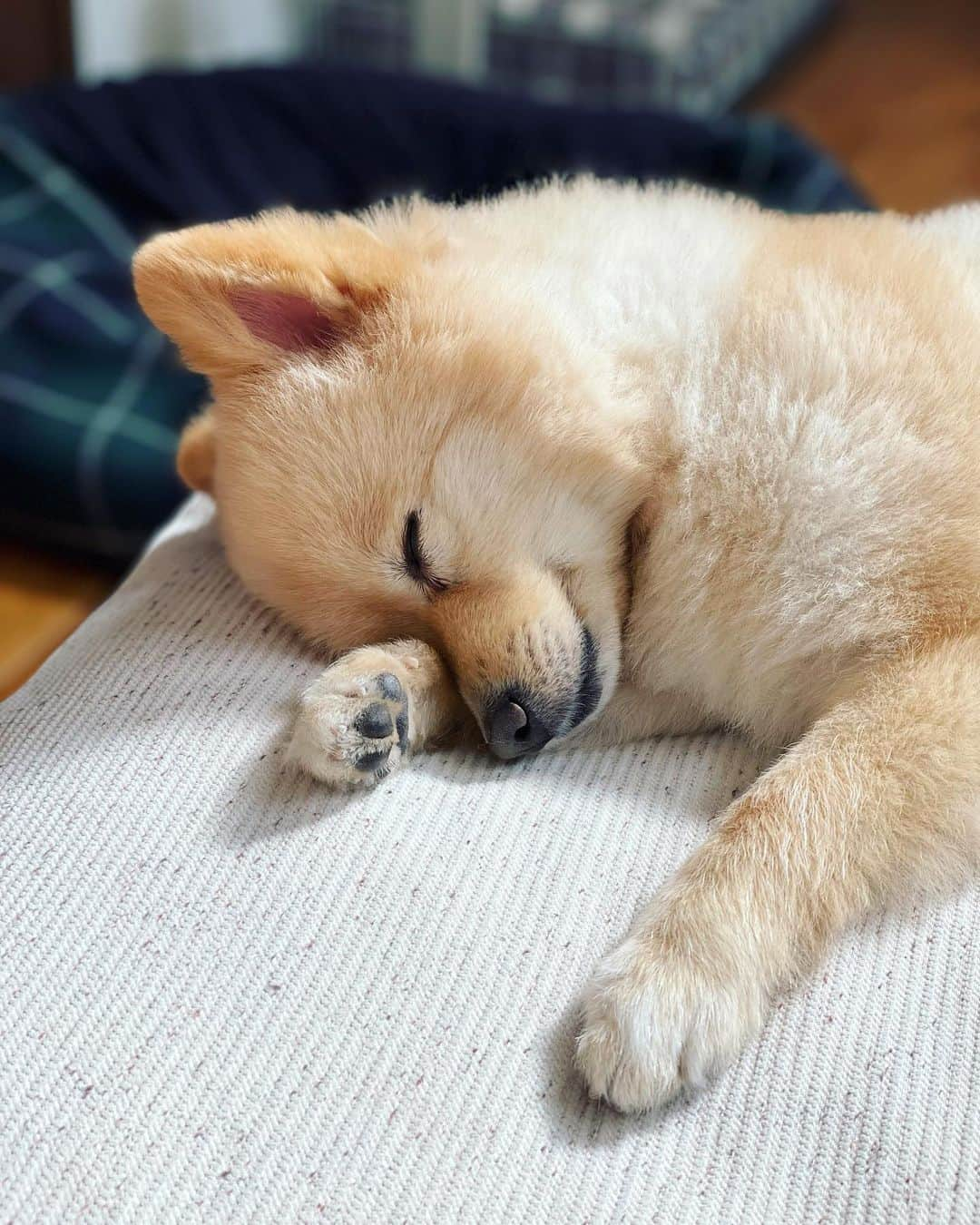 水野良樹のインスタグラム：「朝からぐっすり #いぬすたぐらむ #名犬てけ #おひるね」