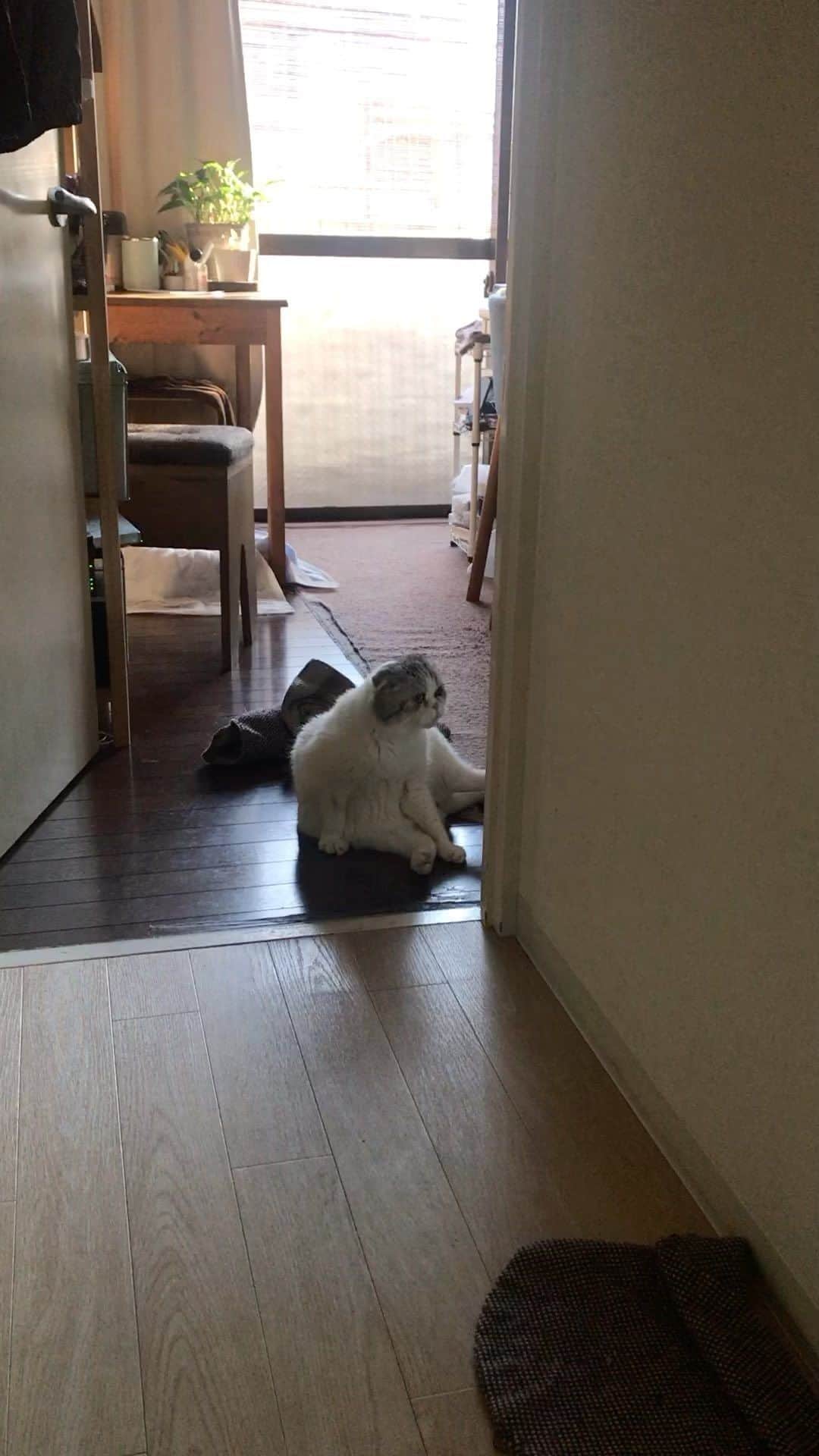 栗原まもるのインスタグラム：「ジムといえばこれ。通り道でこうなってたら人間は終わるのをジッと待たねばなりません😂 よく夫婦で眺めておりました。」