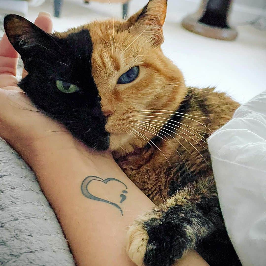 Venus Cat のインスタグラム：「Mom’s at the Villian Arts Tattoo Convention & a lot of you have asked her when she’s getting me tattooed on her….you think she should do it today? 😺😺」