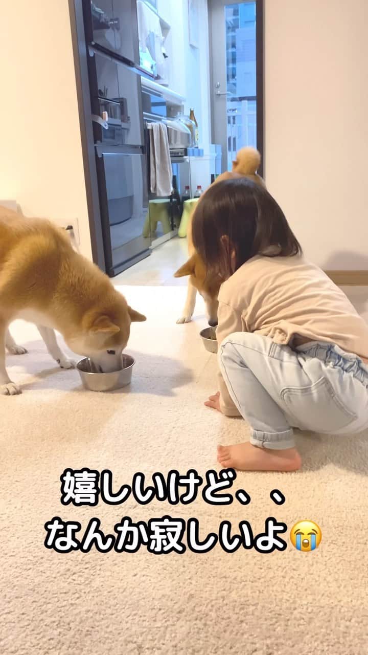 柴犬Mamesuke・Korosuke??大阪のインスタグラム：「遂にこの日がやってきてしまった😭😭😭 🐾-—*-—*-—*-—*🐾 #MameKoro #豆コロ #柴犬と子供 #犬と子供 #チャリちゃん見守り隊 #子守犬 #豆柴 #柴犬 #赤柴 #豆介 #コロ介 #shibagram #shibastagram #shibainu #shiba #🐕📷」