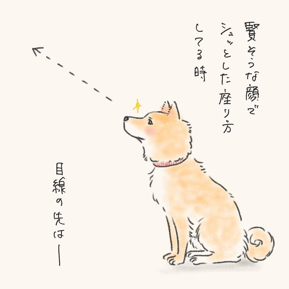 tomekkoのインスタグラム：「【賢そうな顔してる時】  四男、食べ物への視線はいつだって本気と書いてマジ。  ワタシがキッチンに入ると冷蔵庫の前に陣取ってスタンバイしています。  #さっき食べたでしょ   冷蔵庫が開けにくくなって…とても…じゃま…🥲  お座りの時、たまに前足が内股気味になってるの可愛い。  ブログの方にはお散歩で見た光景を描いています。 よかったらストーリーズまたはハイライトからどうぞ〜  #豆柴 #食いしん坊  * * 収納話にもいいね！コメントありがとうございました。  パンダ潰しにアリ潰し…この春お引越予定の方はしばらくドタバタ大変ですよね💦  収納の手法というより心得みたいな感じですが、少しでもお役に立てたら嬉しいです😊」
