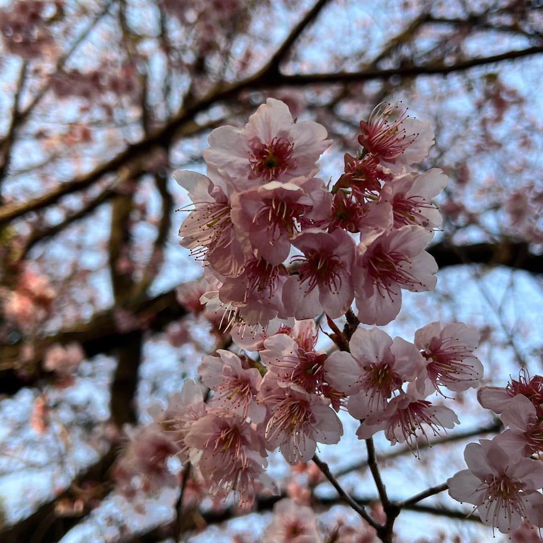 えっちゃんさんのインスタグラム写真 - (えっちゃんInstagram)「.  #花のある暮らし  . 家には常に花を飾ってるけど たまにこうやって花のある 公園を散歩するのが大好き🌸 . . 疲れた時とか花見て無心で散歩して それだけでめっちゃ癒される☺️ ちなみにこの公園には桜が 400本近くあり、さらに珍しいのが 桜の種類が28種類もあるのです🌸 大きい公園だから家族でもおすすめ😌 白鳥ボートもあるんだけど、子供の時はよく乗りました笑 . . ヒメツバキが可愛く咲いてきて 桜も早いのは咲いてて お花がたくさん！ ５月はバラも咲いてくるね🥰 . . 母と姉とプチ花見散歩 楽しかったー😌 .  #花見 #つばき #桜 #柏の葉公園 #花見スポット #千葉県観光 #お花見」3月12日 9時32分 - ecchan_bom2