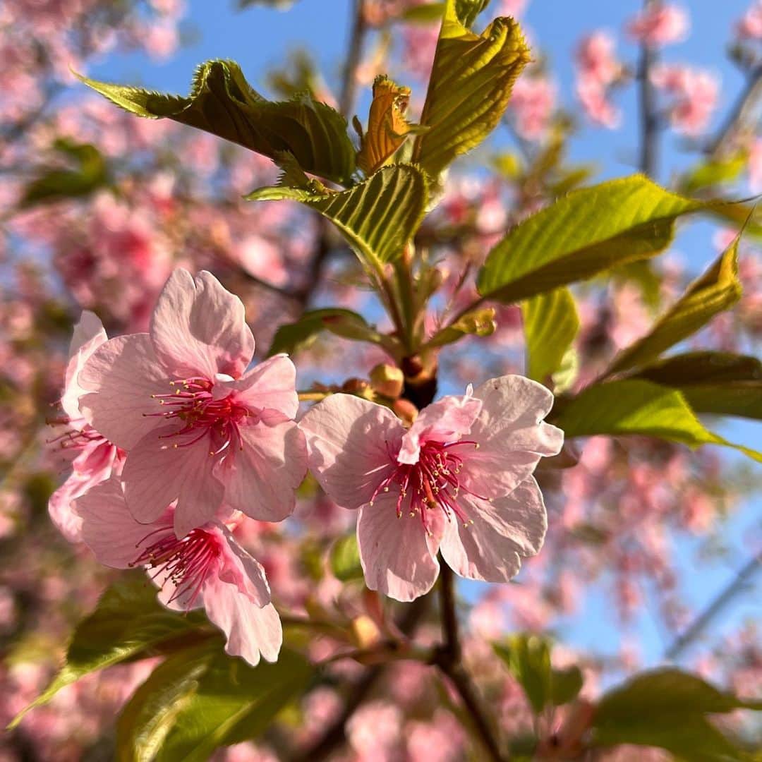 えっちゃんさんのインスタグラム写真 - (えっちゃんInstagram)「.  #花のある暮らし  . 家には常に花を飾ってるけど たまにこうやって花のある 公園を散歩するのが大好き🌸 . . 疲れた時とか花見て無心で散歩して それだけでめっちゃ癒される☺️ ちなみにこの公園には桜が 400本近くあり、さらに珍しいのが 桜の種類が28種類もあるのです🌸 大きい公園だから家族でもおすすめ😌 白鳥ボートもあるんだけど、子供の時はよく乗りました笑 . . ヒメツバキが可愛く咲いてきて 桜も早いのは咲いてて お花がたくさん！ ５月はバラも咲いてくるね🥰 . . 母と姉とプチ花見散歩 楽しかったー😌 .  #花見 #つばき #桜 #柏の葉公園 #花見スポット #千葉県観光 #お花見」3月12日 9時32分 - ecchan_bom2