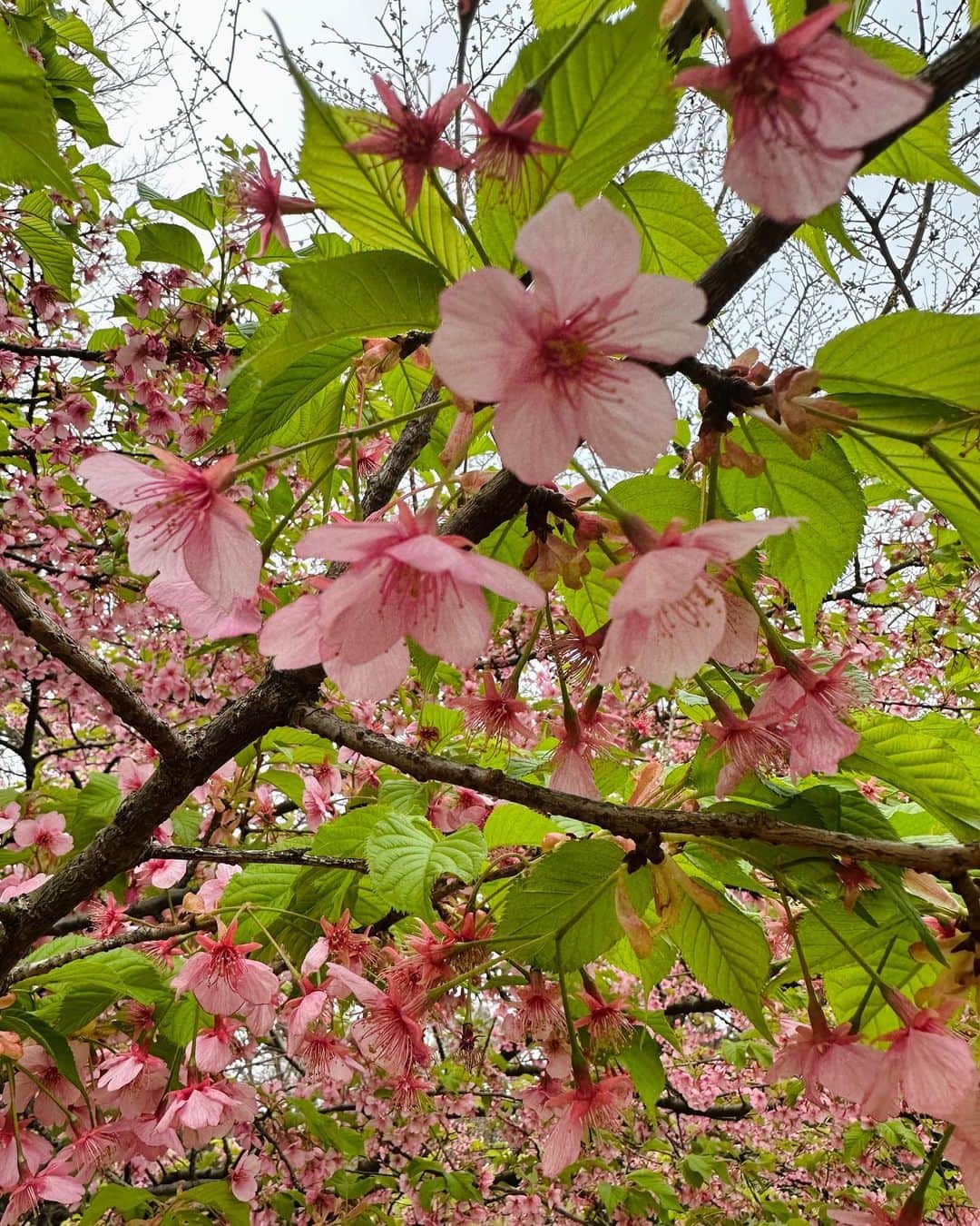 藤井美加子さんのインスタグラム写真 - (藤井美加子Instagram)「🌸 花を愛でる𖡼.𖤣𖥧𖡼.𖤣𖥧  うまくいかなときもあるさ。自分の力不足を人のせいにしない。自戒。  #珈琲とチョコレート #元気のもと #春だね #素敵な日曜日をお過ごし下さい #へっぽこ美加子です」3月12日 11時40分 - mikako_miki