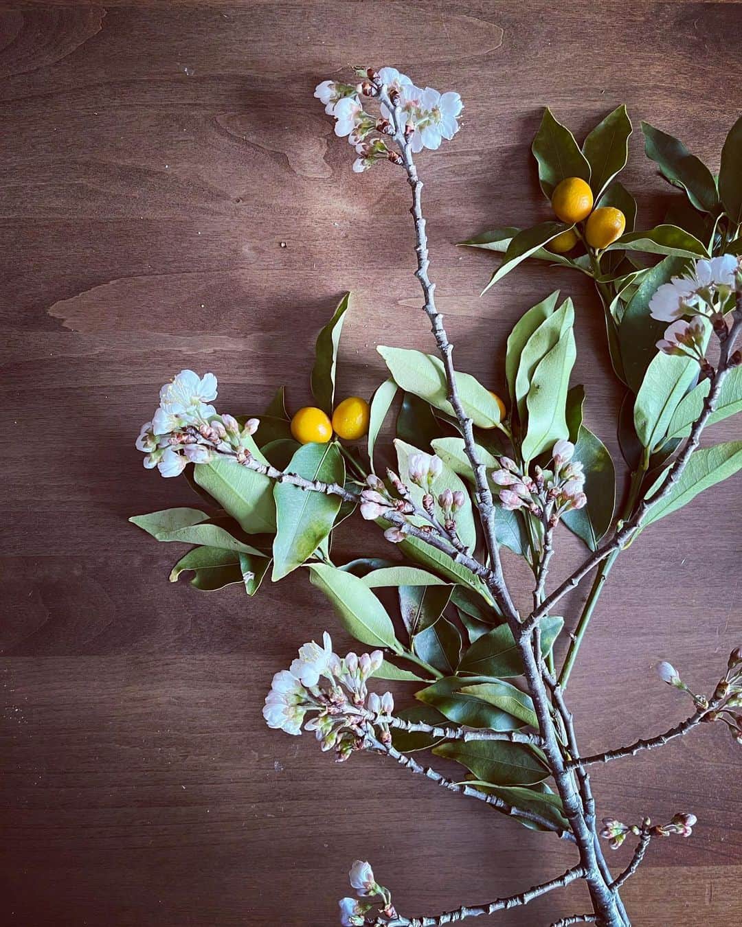 shin -SAKE instructor-さんのインスタグラム写真 - (shin -SAKE instructor-Instagram)「淡路島の柑橘たちと野菜。  いつもありがとうございます。  何気に桜と金柑の枝木が添えられてる。 気が利いてるなぁー。  #柑橘」3月12日 11時57分 - shim_8k