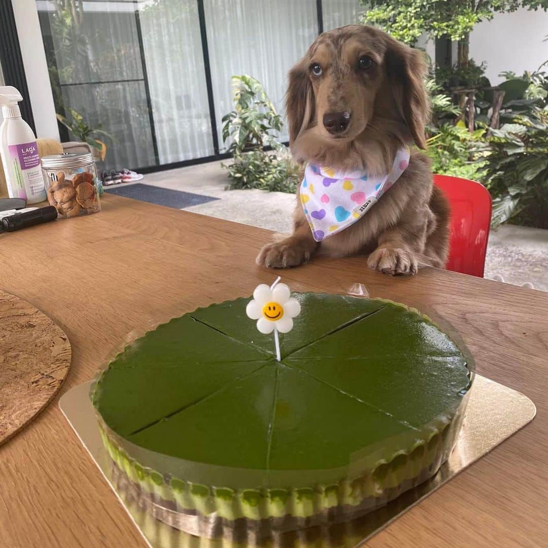 tealilycafeさんのインスタグラム写真 - (tealilycafeInstagram)「A HAPPINESS FROM MATCHA. MATCHA MOUSSE CAKE BIRTHDAY SIZE.  ONLINE DELIVERY  Line man : http://wongn.ai/i79gf  Robinhood : https://static.robinhood.in.th/app_link.html?URI=robinhoodth://merchantlanding/id/70153  Cr. Photo k. @ployid  Thank you so much ka 🥰🫶🏻  #homrmatcha」3月12日 12時47分 - home.matcha