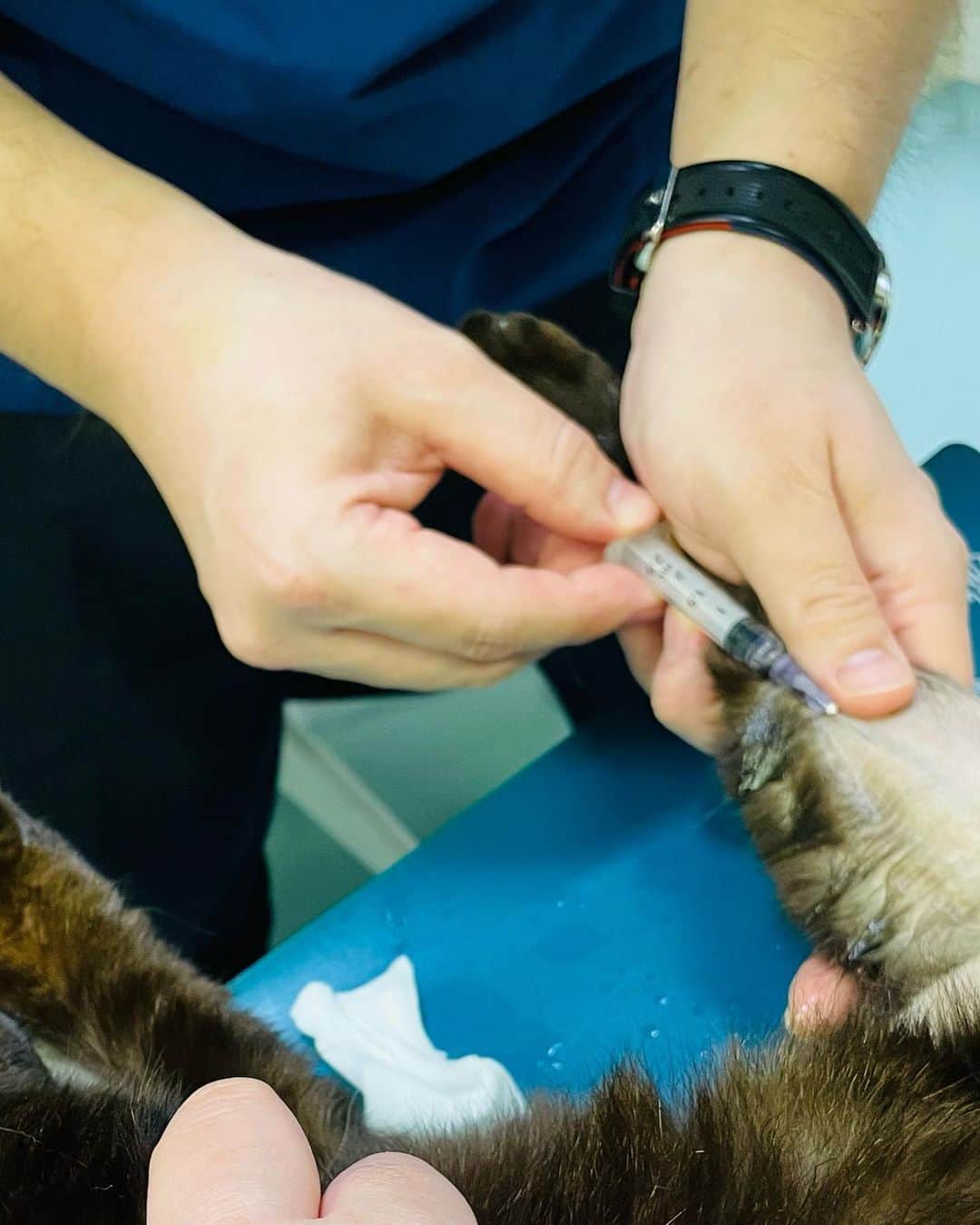 斎藤洸さんのインスタグラム写真 - (斎藤洸Instagram)「ここ最近は毎日動物病院通いでした。ボスもスリスリもかなり辛い状況でも頑張ってくれてます。僕らも引き続きベスト尽くしていきます！ #保護猫」3月12日 12時52分 - snare_saitou