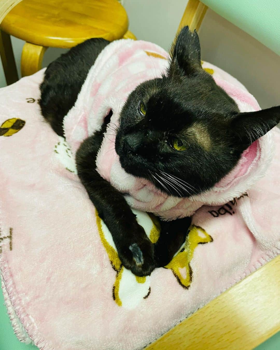 のインスタグラム：「ここ最近は毎日動物病院通いでした。ボスもスリスリもかなり辛い状況でも頑張ってくれてます。僕らも引き続きベスト尽くしていきます！ #保護猫」