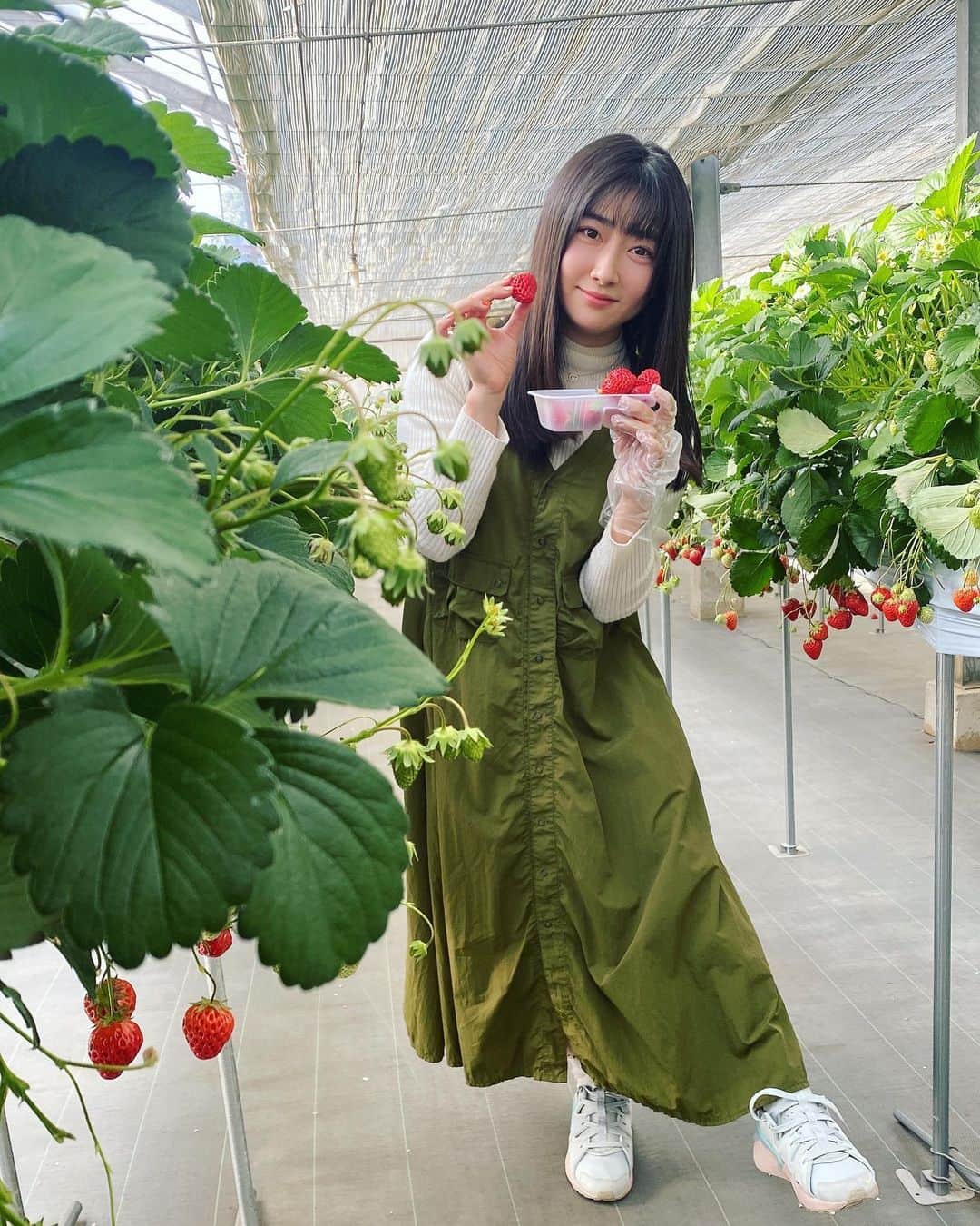 加藤圭のインスタグラム：「川越にある　#小江戸べりー さんの いちご狩りに行きました 🍓🐄  いちご狩りは初めてです ✨️  こんな絵みたいに　いちごが ふさふさなっていて 葉っぱの先までお洒落な葉っぱと 花も絵でみていた白い花　.. ‎❀̸ ✨️  つやつやの苺に ぽきっと とれて、 今まで土から水分を実まで循環させていたエネルギーを もぎたてで 食べれて、  テンション爆上がりでした 🍓✌️✌️  💍 2枚目の指につけている 苺みたいな春模様の可愛い指輪は ルフランさん @jajaeri.k.w  の乙女心くすぐる可愛いものいっぱいのハンドメイドリングです✿ᵕ̈*❁*·⑅ オンラインショップで買いました‎🤍 ̖́-  写真撮影； 稲田喬晃 @inadat8  いちご狩り動画 すごい顔して食べてるのを けいぽぽぽんチャンネルでも いつかUPします✌︎¨̮  チャンネル登録してもらえたら うれしいです‎🤍 ̖́-  それでは また ︎✌︎ ̖́-‬  .  🍓🐄   #いちご #いちご狩り #春 #spring #girl #インスタ #instagood #daily #love  #女子 #naturephotography #nicephoto」