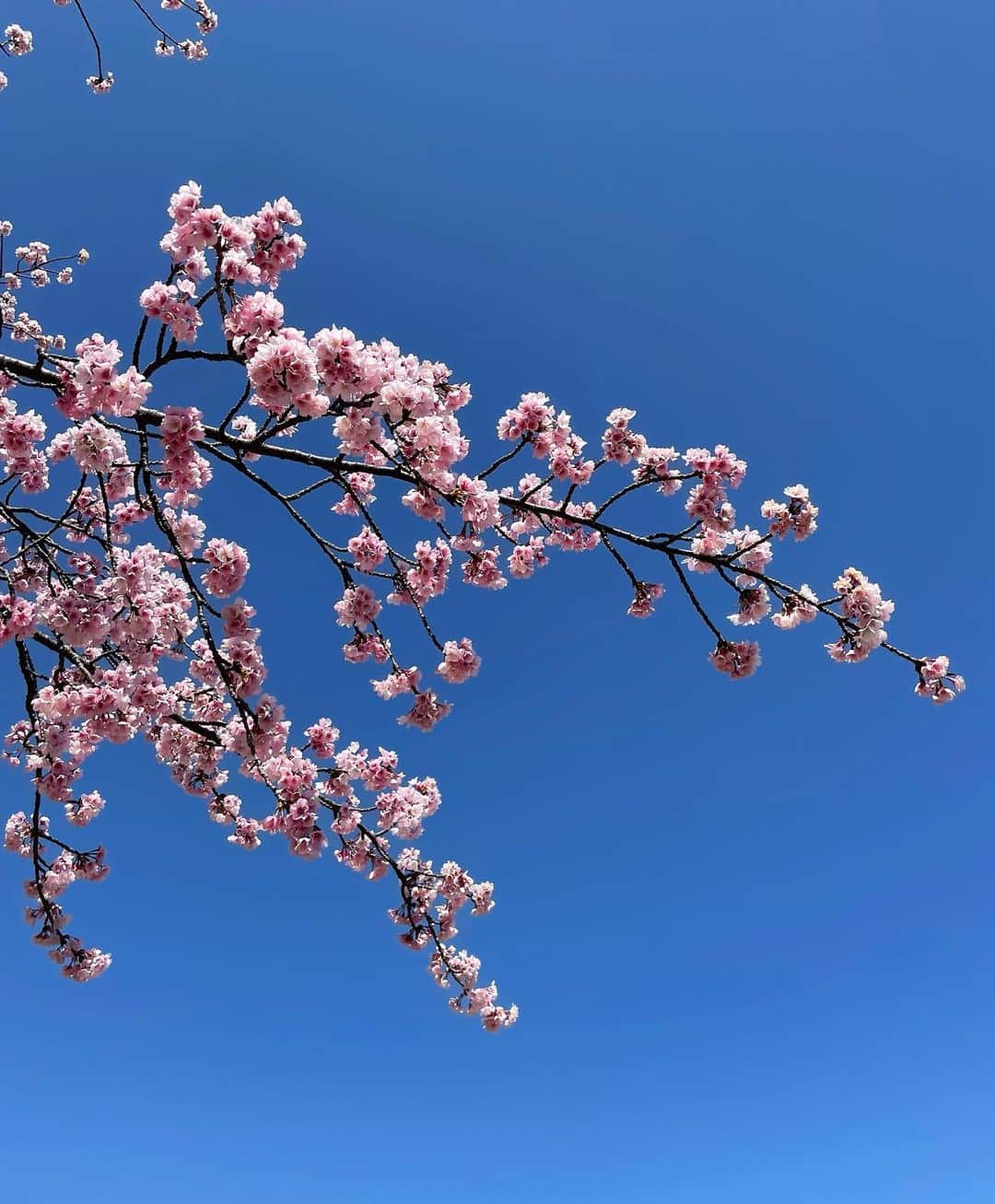 戸北美月さんのインスタグラム写真 - (戸北美月Instagram)「. 桜の季節🌸」3月12日 13時50分 - mizuki_tokita