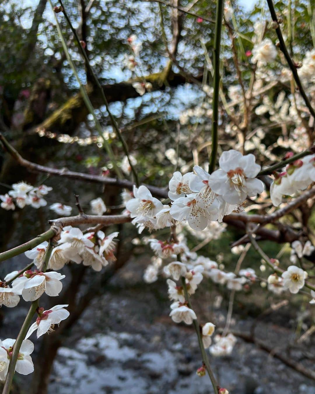 一木千洋さんのインスタグラム写真 - (一木千洋Instagram)「春🌸  この時期はデパートの地下でおいしい桜餅をたくさん買って食べ比べします🌸  桜餅には、関東風と関西風があって、私が好きなのは関西風です。  発祥地は道明寺で、お餅につぶつぶを残している感じが好きです。  3枚目の写真、「桜だ！」と思って公式LINEに投稿したら「これは…梅では…！」と教えてもらいました😂気が早かったみたいです。」3月12日 14時07分 - ikkichihiro