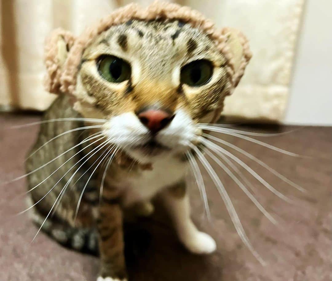 のインスタグラム：「🐒 * 小熊のなかに 小猿がいた…♡ ブレてるけど 表情といい 姿勢といい かわいすぎる。 * 本名は高木小虎です。 * * #猫 #猫のいる暮らし  #猫がいる生活  #猫がいる幸せ  #猫との暮らし  #猫すたぐらむ  #きじとら  #ねこ #ねこすたぐらむ  #cat」