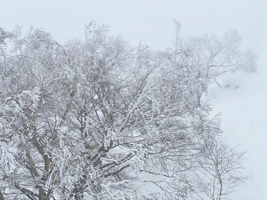 永田明華さんのインスタグラム写真 - (永田明華Instagram)「今年も来ました⛷🏂 #箕輪スキー場 ❄️ ホテルはお気に入り、 #ゲレンデ目の前のホテル  #プルミエール箕輪   東京駅から福島駅まで1時間ちょい🚄 送迎バス40分  こんな近くて最高の雪に出会えるの🥹💕  三男は凄い勢いで滑ってジャンプして、長男はスノボデビュー😍 次男は5人入れる、念願だった#かまくら を作り、最高の思い出となりました🥹  . . #スキー場 #スキー旅行#スノボ女子 #スキー#スノボ#箕輪#福島スキー場 #福島県 #バナナボート#ホテルプルミエール箕輪#snowboarding #skiing#三兄弟#三兄弟ママ」3月12日 14時39分 - asukanagata