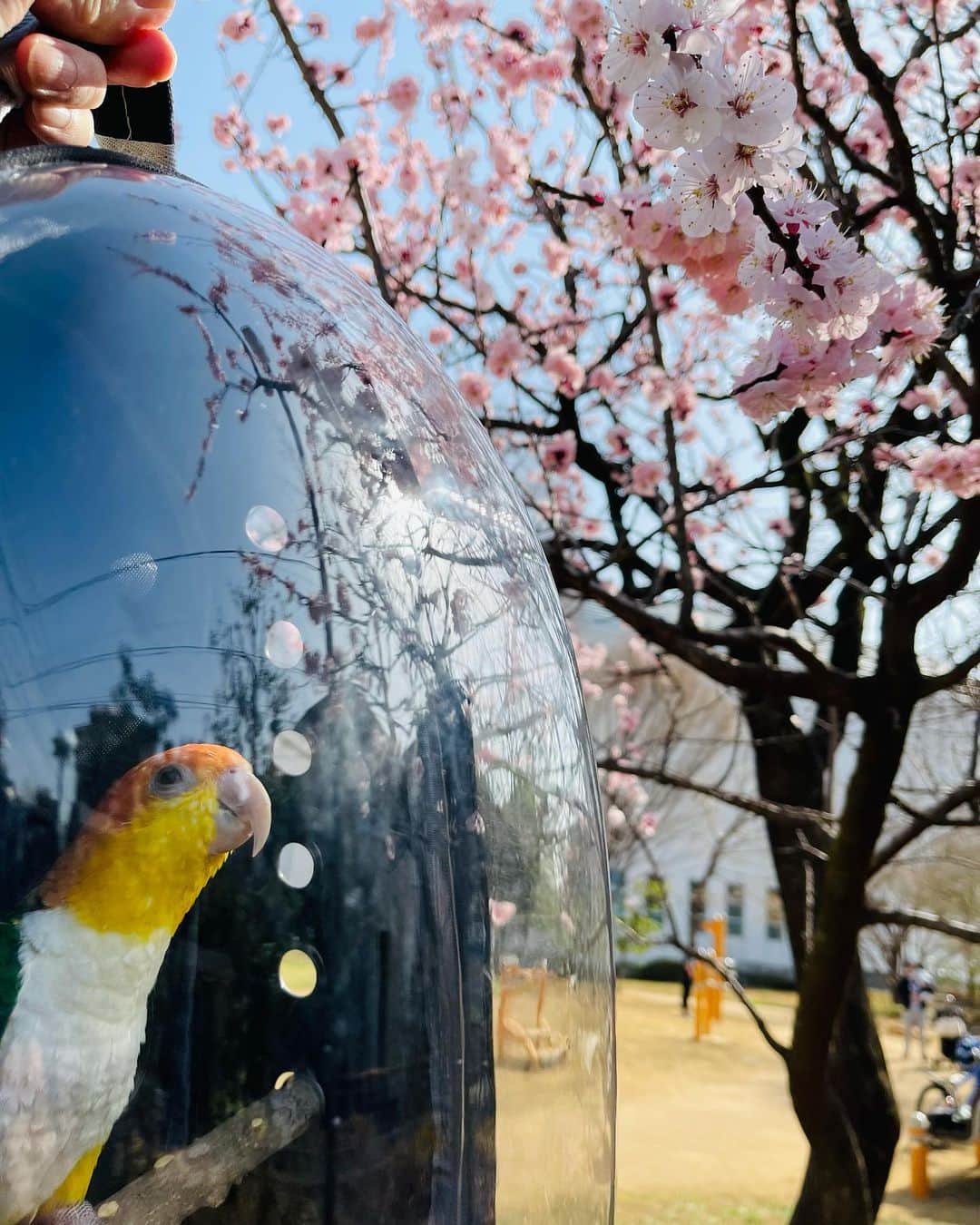 鉄拳さんのインスタグラム写真 - (鉄拳Instagram)「ピー助さんぽ、行ってきました♫ 桜が咲き始めています。🌸☺️🐤✨  #鉄拳　#ピー助　#シロハラインコ　#お散歩　#ピー助さんぽ　#外の世界　#暖かい日　#僕の運動にもなる笑　#桜が咲き始めてきました　#桜かと思ったら梅でした！🌸☺️🐤✨」3月12日 15時11分 - tekkenparapara