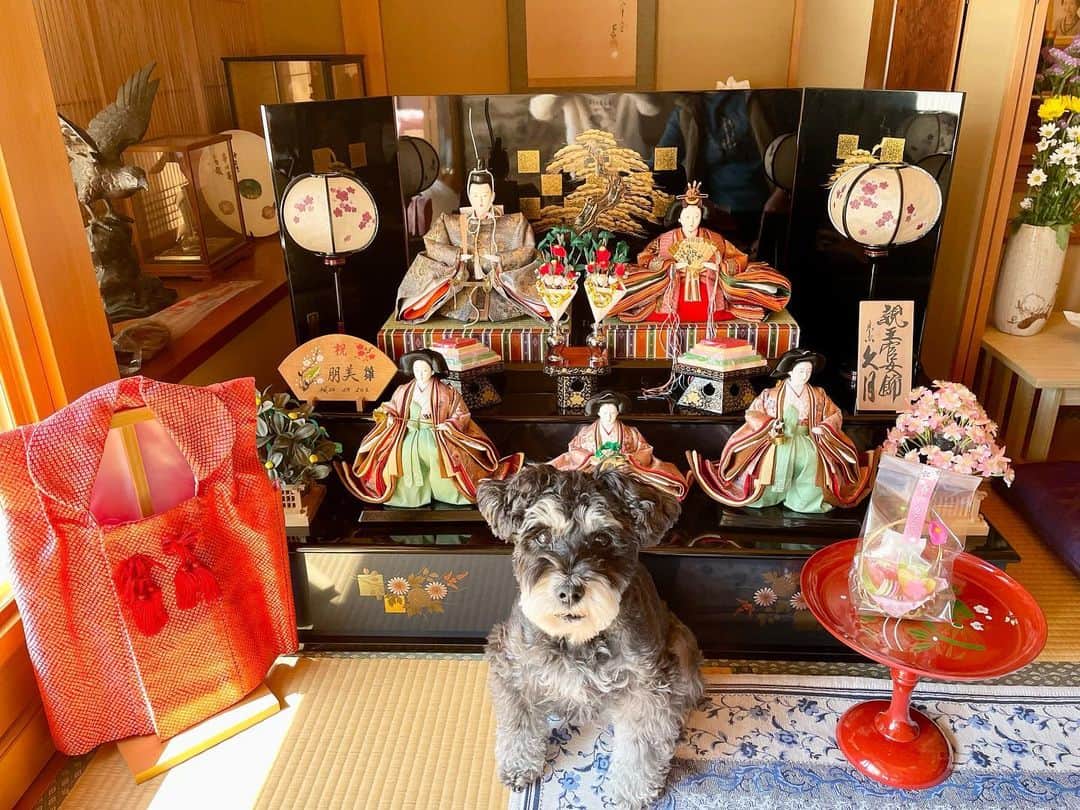 松原朋美のインスタグラム：「🎎🌸  岐阜県中津川市では、ひと月遅れて雛祭りがやってきます🌸  実家では今年も両親がお雛様を出してくれました🥹 結婚したのに出してくれるなんてありがたい…😢💕  ナウちゃんもお雛様がとっても似合っています🥰🥰🥰  #中津川#4月3日が雛祭り #おひなさま #ミニチュアシュナウザー #しゅなすたぐらむ #ナウはおやつを見ています👀笑」