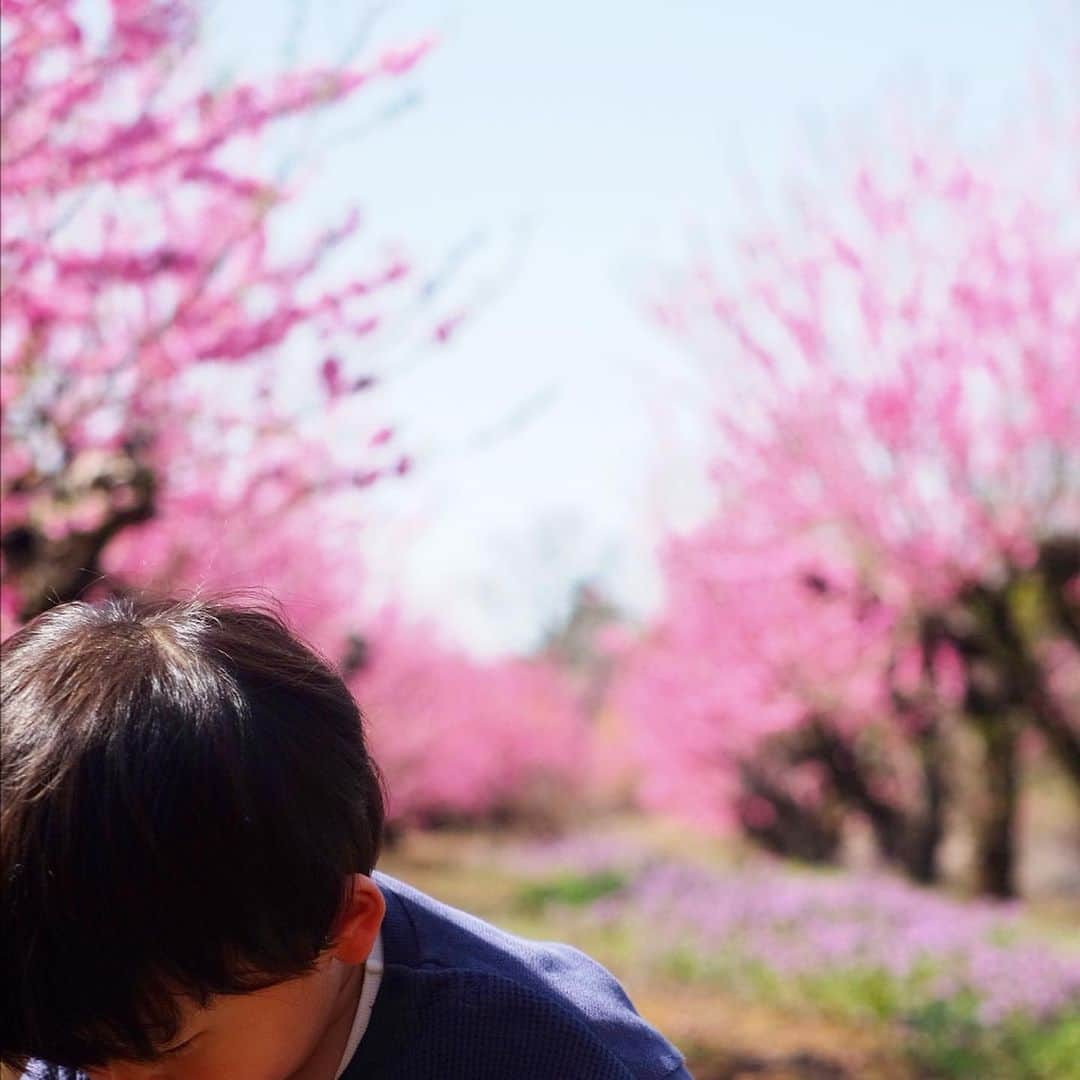 小林千鶴さんのインスタグラム写真 - (小林千鶴Instagram)「先日、2歳になった息子。 昨年夏、1歳3ヶ月の時、 突然の高熱→重積痙攣→救急車→長期入院→急性脳症を経てから それまで言えていた 「パパ」が全く言えなくなりました。 「パパ」は息子が生後10ヶ月の時、人生で初めて意味ある単語を発した大切な言葉。母子手帳にも過去の私が嬉しそうに記していました。  退院後の一歳半検診でも 発語検査でひっかかり 少し落ち込んでしまいました。  でもそんな中、大丈夫大丈夫と、パパと呼ばれないパパがいつも前向きでいてくれました。  そんな昨年夏から、季節は秋、冬を経て春を迎え、 先日近所の桃林が満開に。 お散歩から帰宅すると、突然息子が  「ぷぅわ！ぷぅわ！」 「ぱぁ、ぱぁ！」  ...パパと言えるようになったんです。 せきとめられていたダムの如く ここ最近、パパ連呼(笑)  3/3桃の節句生まれの息子。 桃の開花とともに 言葉の花を咲かせてくれました。  神様からの少し遅れた誕生日プレゼント。 大きな桃林の花束と共に 地上に舞い降りてくれました。  人は語らずとも、それぞれの物語があり、 悩みや不安もある中で毎日を生きています。  どうかあなたの心にも 風光るこの季節 花咲くときがありますように。  #桃の花」3月12日 15時40分 - 5884_chizuru