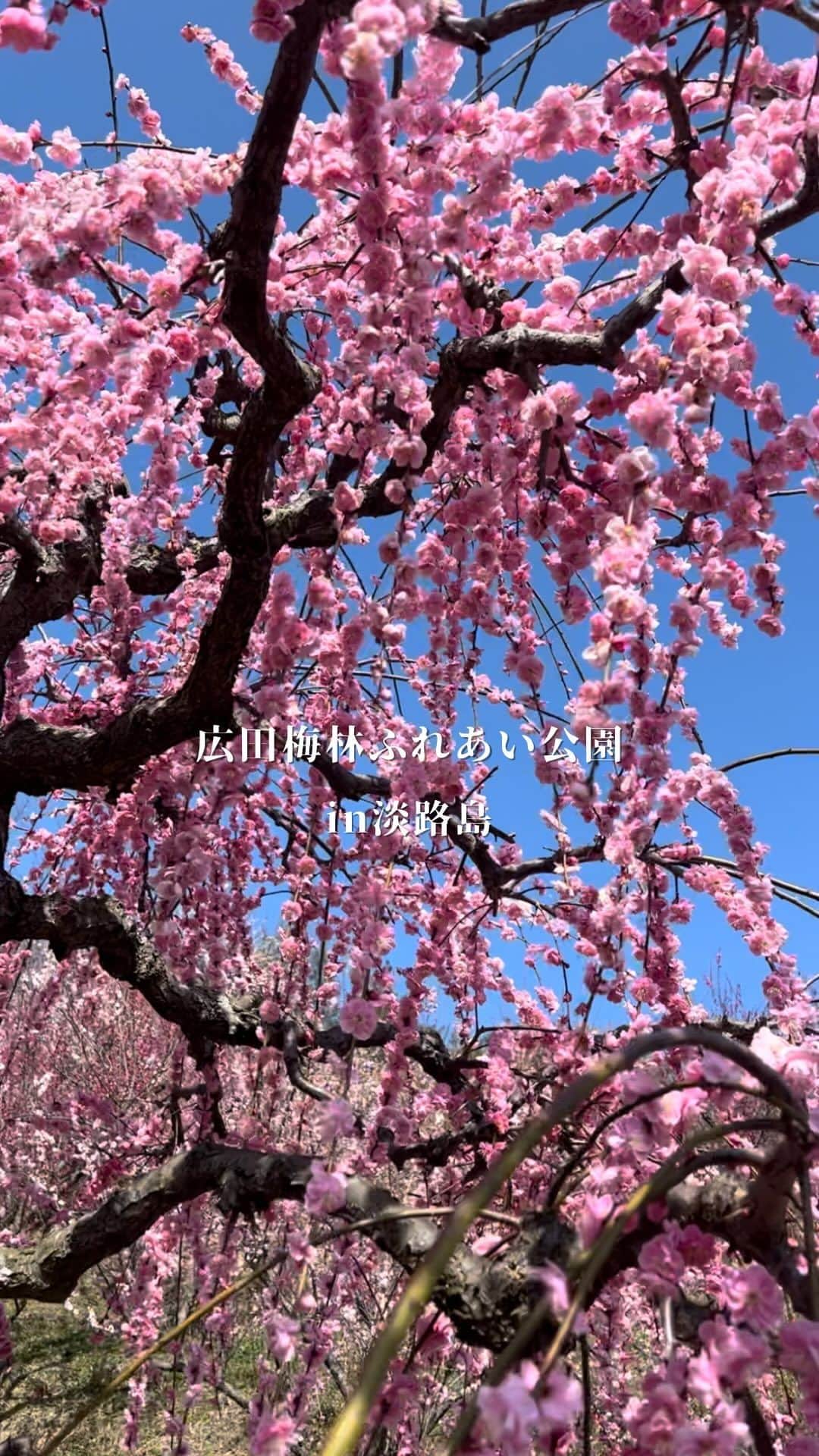 HandmadeLaboのインスタグラム：「広田梅林公園 約450本の梅が満開❁❀✿✾  #淡路島#淡路島観光#広田梅林ふれあい公園#淡路島カフェ#淡路島ドライブ#梅の花」