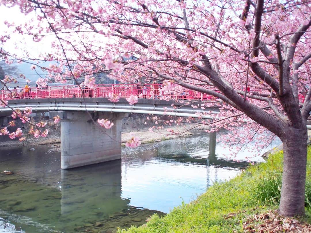 酒井千佳さんのインスタグラム写真 - (酒井千佳Instagram)「* 春だねぇあったかいねぇ。  もう1ヶ月近く前だけど 静岡の河津町に 河津桜を見に行ってきたよ。  咲き始めの頃だったけど 春先取り感があって素敵でした。  東京ではもうあと数日で ソメイヨシノも咲くとか。  早すぎるなぁ。  #河津桜 #河津さくら祭り #河津町桜祭り #お花見大好き #春の風景 #子連れでお出かけ #週末旅行」3月12日 17時39分 - sakaichikaaaa