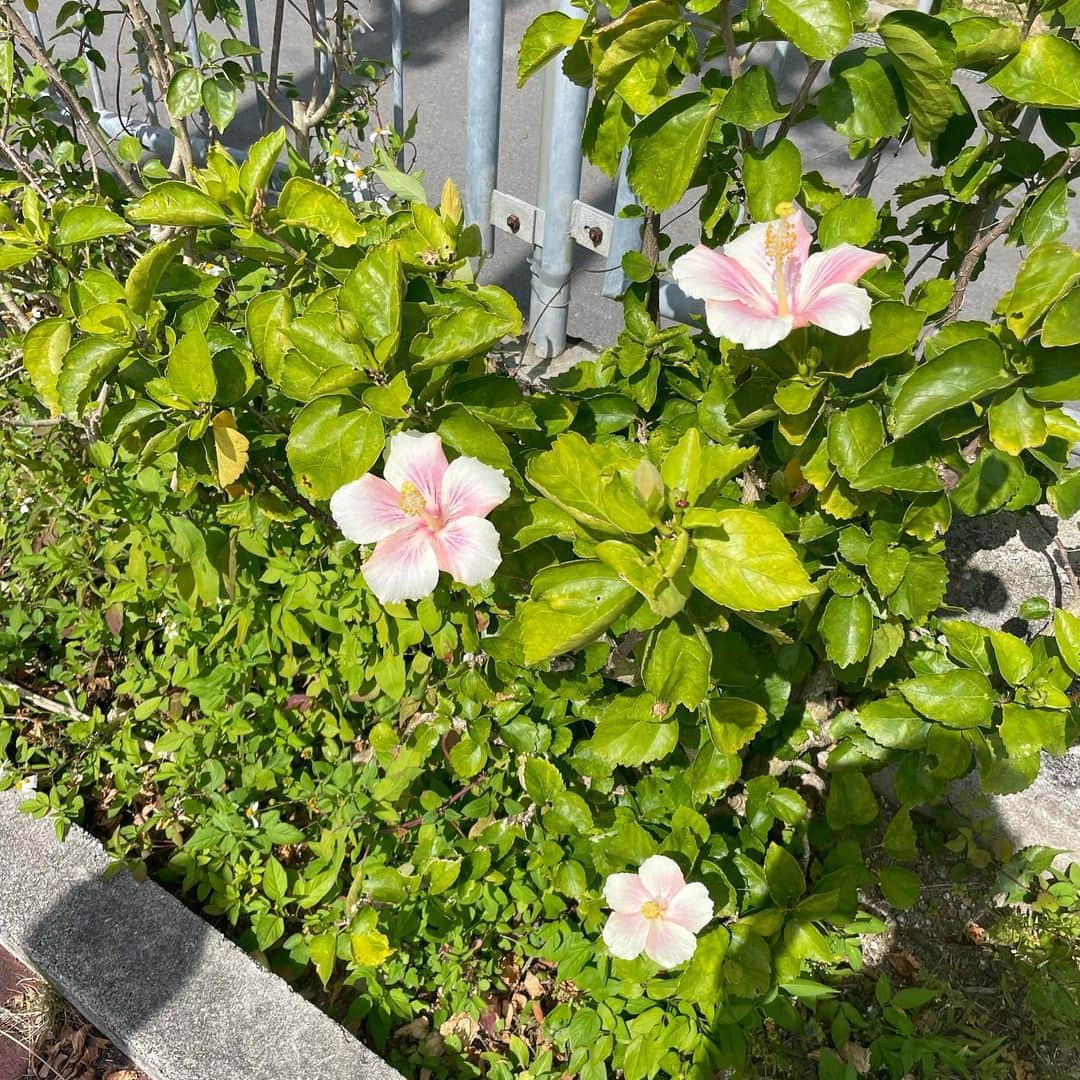 青山華依のインスタグラム：「🌺🌺」