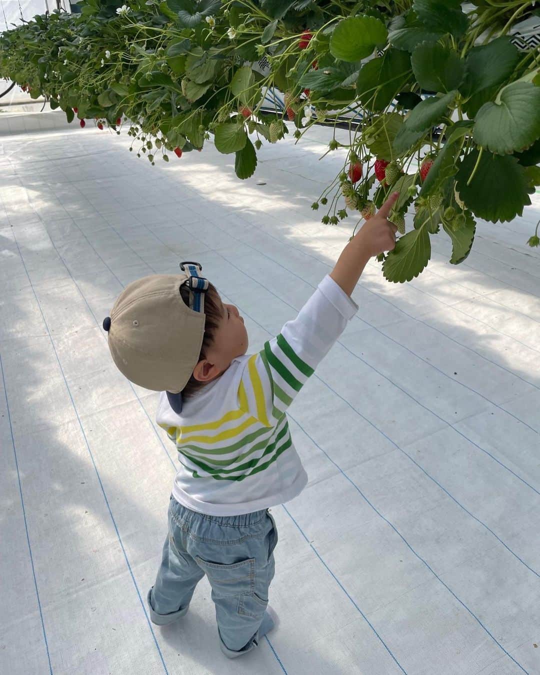 月央和沙さんのインスタグラム写真 - (月央和沙Instagram)「いちごピクニックへ行きました🚙✨ 自分で収穫したいちごをその場で食べられる🍓 楽しい時間でした☺️🍀  #いちごピクニック #いちご大好きなぼく #ずっといちごを食べてた #笑 #1歳9ヶ月になりました」3月12日 20時41分 - kazusa_tsukio