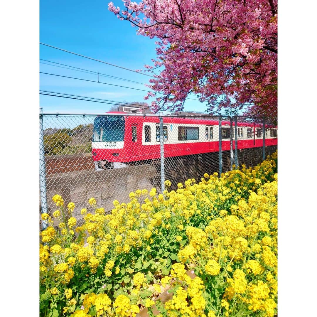 矢田部ゆかのインスタグラム：「三浦海岸桜まつり🌸  桜✖菜の花✖京急の共演😍🚃」