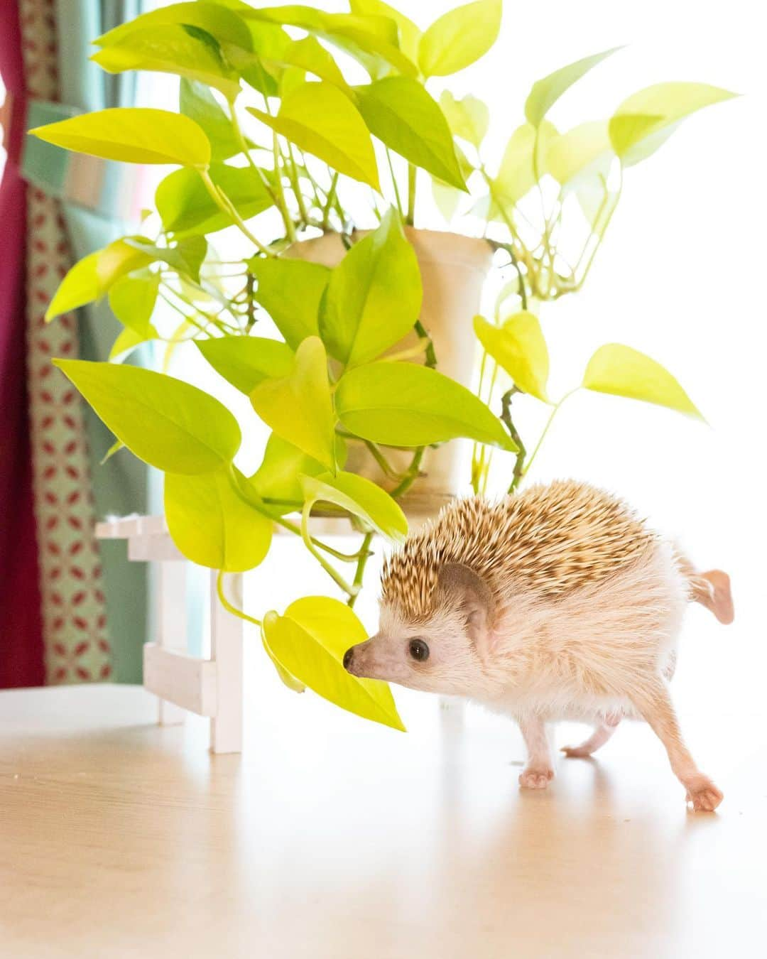 ダーシーさんのインスタグラム写真 - (ダーシーInstagram)「Koala and Cyora🦔🦔🧡💚  パパの出張中 @konacyora_ym3 さんちにお泊まりしていたコアラを迎えに行ってきました😊  いつも通りいい子に過ごしてたみたいで安心🦔✨ お友達もできて、楽しい思い出をたくさん作ってきたかな😌  写真で見ると針カラーが似てる2人🦔🦔 3、4枚目はちょらくんです😊  #hedgehog#hedgie#cuteanimals#sigmaart#flyinghedgehogs#ハリネズミ#はりねずみ#igel#hérisson#riccio#erizo#고슴도치#刺猬」3月12日 22時35分 - darcytheflyinghedgehog