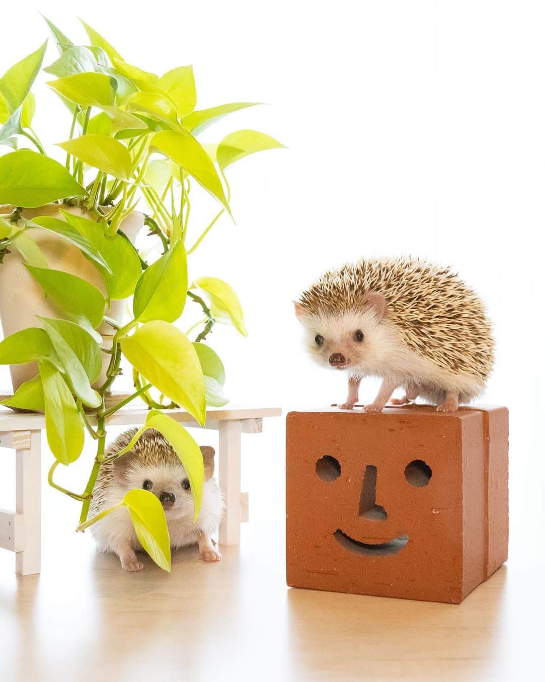 のインスタグラム：「Koala and Cyora🦔🦔🧡💚  パパの出張中 @konacyora_ym3 さんちにお泊まりしていたコアラを迎えに行ってきました😊  いつも通りいい子に過ごしてたみたいで安心🦔✨ お友達もできて、楽しい思い出をたくさん作ってきたかな😌  写真で見ると針カラーが似てる2人🦔🦔 3、4枚目はちょらくんです😊  #hedgehog#hedgie#cuteanimals#sigmaart#flyinghedgehogs#ハリネズミ#はりねずみ#igel#hérisson#riccio#erizo#고슴도치#刺猬」