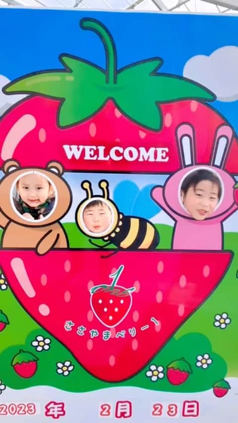 平山美香のインスタグラム：「サッカースクール⚽️ファミリーでイチゴ狩り🍓 ビニールハウスの中はポカポカ暖かくて、足場も快適🍓 食べ比べもできて、我が家は紅ほっぺ優勝🍓 三男もパクパク食べました🍓 丹波篠山で少し遠いけど、団体OKだし快適だし、次回からも @sasayamaberryone に決まり🍓 三男と私は２人でストロベリーコーデ🍓 集合写真はなかなかまとまらない😹🍓❤️ とりあえずお腹いっぱいになるくらいイチゴを食べた後は、古民家に移動して山の芋のとろろご飯頂きました🍚 こちらも団体予約できるので、イチゴ狩りからの"やまゆ"がベターかもね🍓 あ〜楽しかった🍓 #いちご狩り #丹波篠山 #ささやまベリー  #やまゆ」