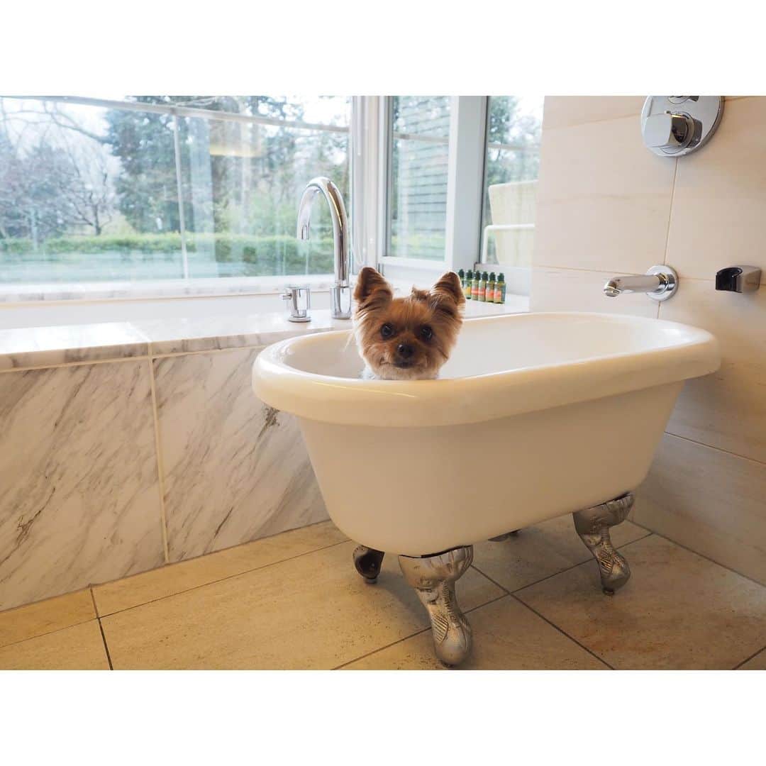 のインスタグラム：「いい湯だワン  箱根ハイランドホテル( @hakone_highlandhotel ) のドッグフレンドリールームは可愛いワンコ専用のお風呂があったよ。 お風呂というよりおしゃれなスパ風だね。  この日は生憎のお天気だったから 風邪ひかないように入れなかったけどお写真だけとってみた！ ママとパパのお風呂の隣だから一緒に入ることもできるね。  スパしたあとは洗面所にワンコ専用のドライヤーもあって ドライシャンプーも設置されているからキレイキレイもできちゃう。  ワンコのアメニティーもここに全部揃っていて お散歩バッグも揃っているからお庭の散策もいけちゃうよ。 わんこのおやつまで揃っていてルビたんとってもご機嫌です。  このホテルはお庭もとっても広くて綺麗なんだって。  この日は雪が降っていて ルビーは寒がりだからお部屋にこもっていたけど 雪が好きなワンコ達はドッグランで思いっきり雪と遊べるし お庭の雪景色もとっても美しかったから このシーズンこその楽しみ方も出来ると思う❄️  冬の滞在もおすすめだよ。  #箱根ハイランドホテル #hakonehighlandhotel  #yorkie #yorkshireterrier #ヨーキー #ヨークシャテリア #愛犬と旅行 #箱根 #travelwithdog」