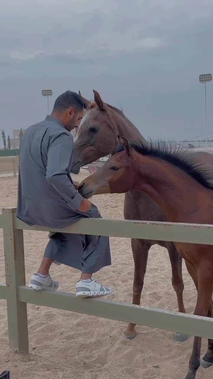 سعودのインスタグラム：「هي البدر حسناً والنّساء كواكبُ ‏وشتّان ما بين الكواكب والبدرِ! ‏لقد فضّلت حسناً على النّاس مثلما ‏على ألف شهر فضّلت ليلة القدرِ! جميل بن معمر 🐎」