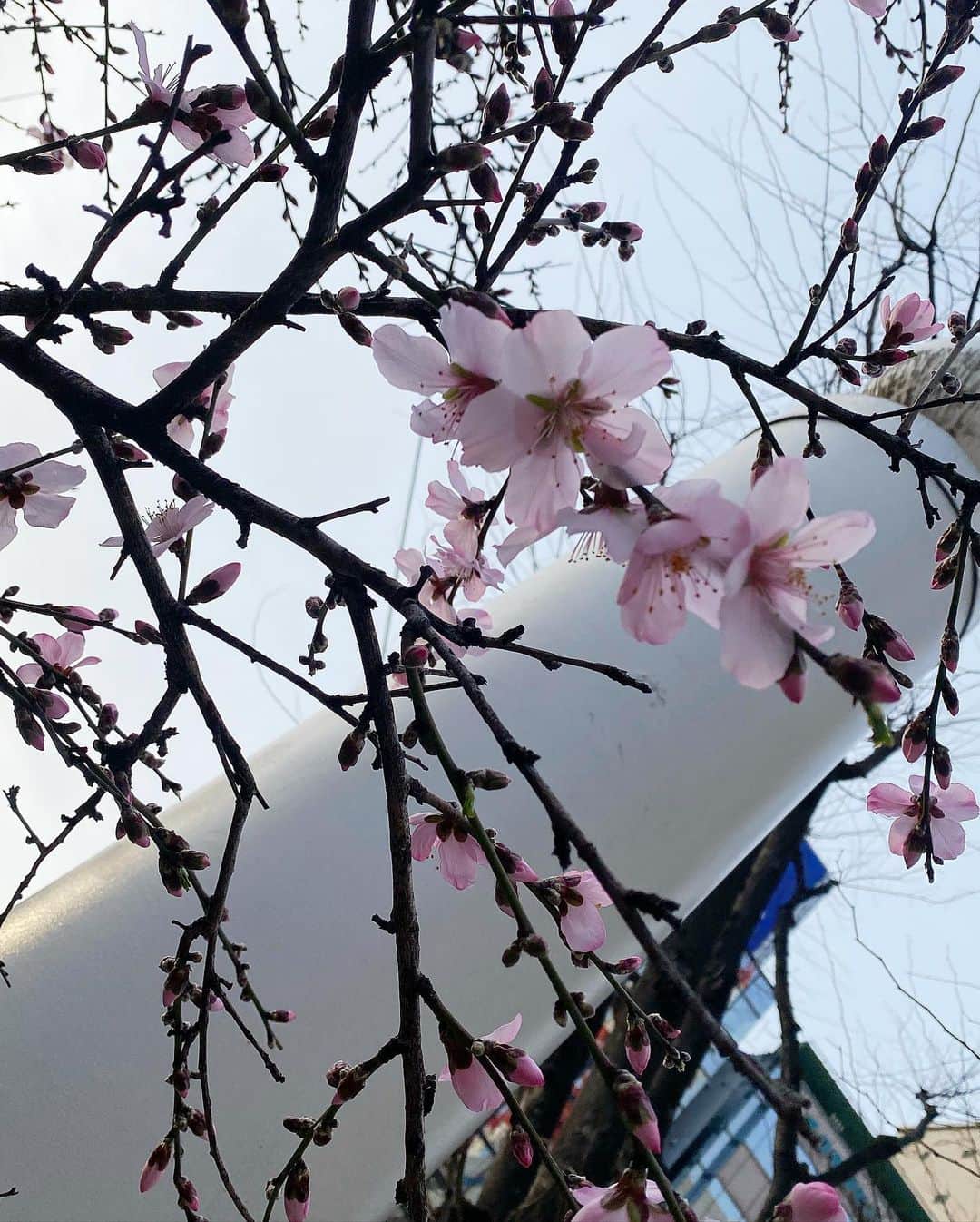 KBCテレビ「アサデス。」さんのインスタグラム写真 - (KBCテレビ「アサデス。」Instagram)「【ついに！！！】 アーモンドの木に咲く花に朝から癒されて これからの成長が楽しみなお天気アシスタントの 山下七子です✨  春のお花は可愛いですよね〜🌸🌼  今朝、公開空地に出てみるとアーモンドの木が まだ満開ではないですが綺麗に開花しているものも ありました！✨✨   ４日見ない間にこんなにすくすく成長していて 嬉しくなっちゃいました☺️🌸 満開ショットもお楽しみに✨」3月13日 14時21分 - asadesu_kbc